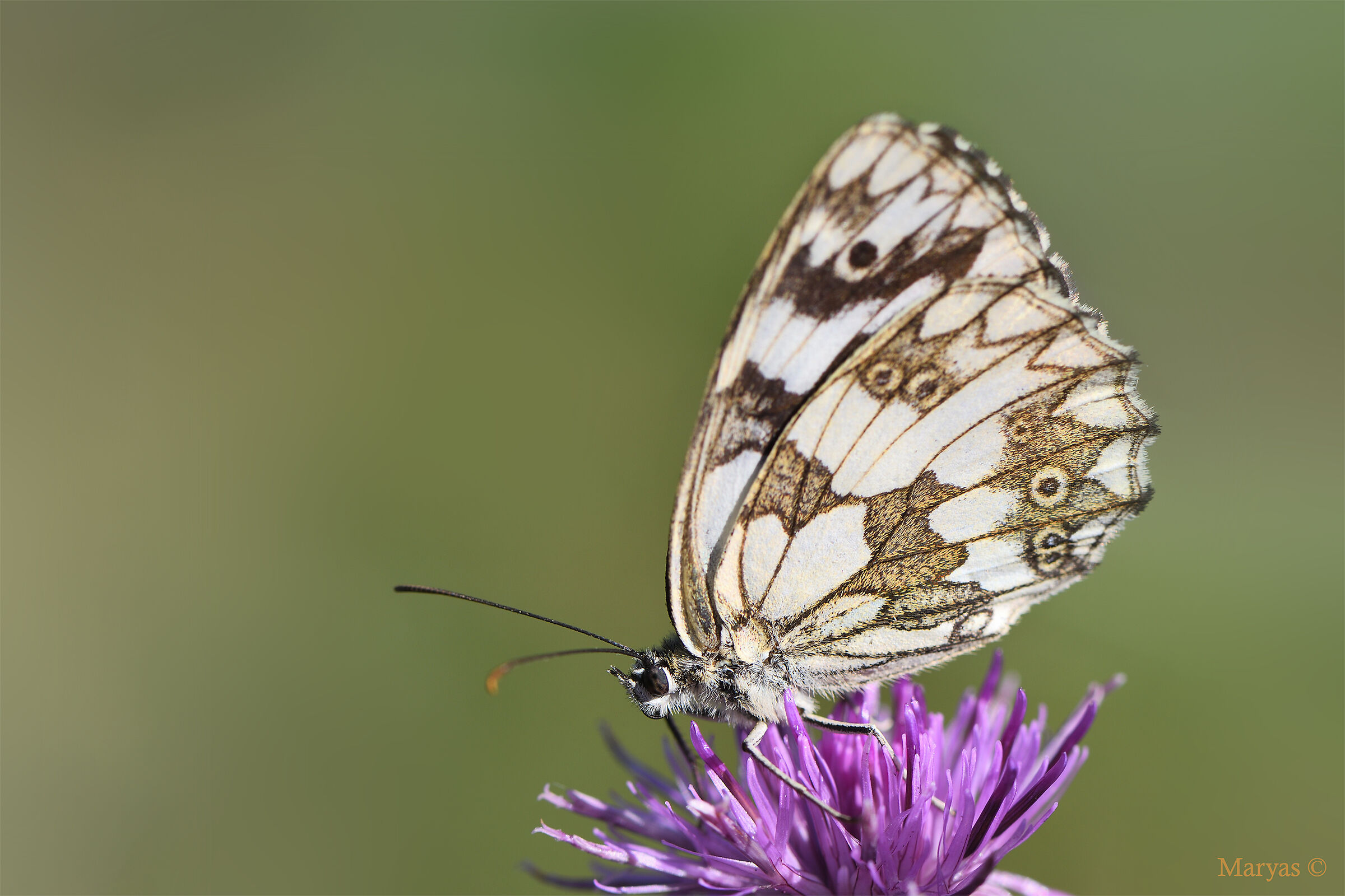 Melanargia galathea