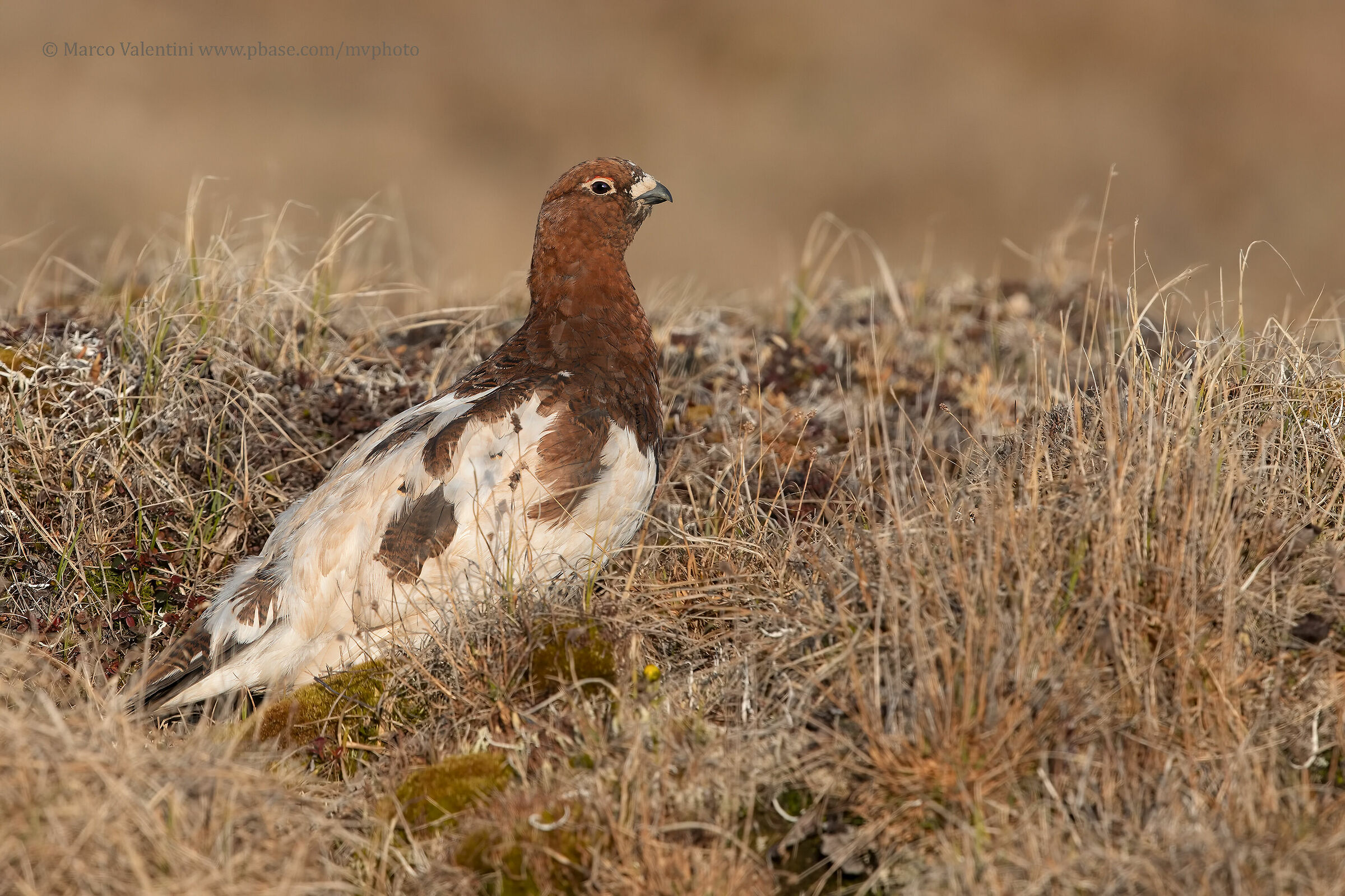 Pernice bianca nordica
