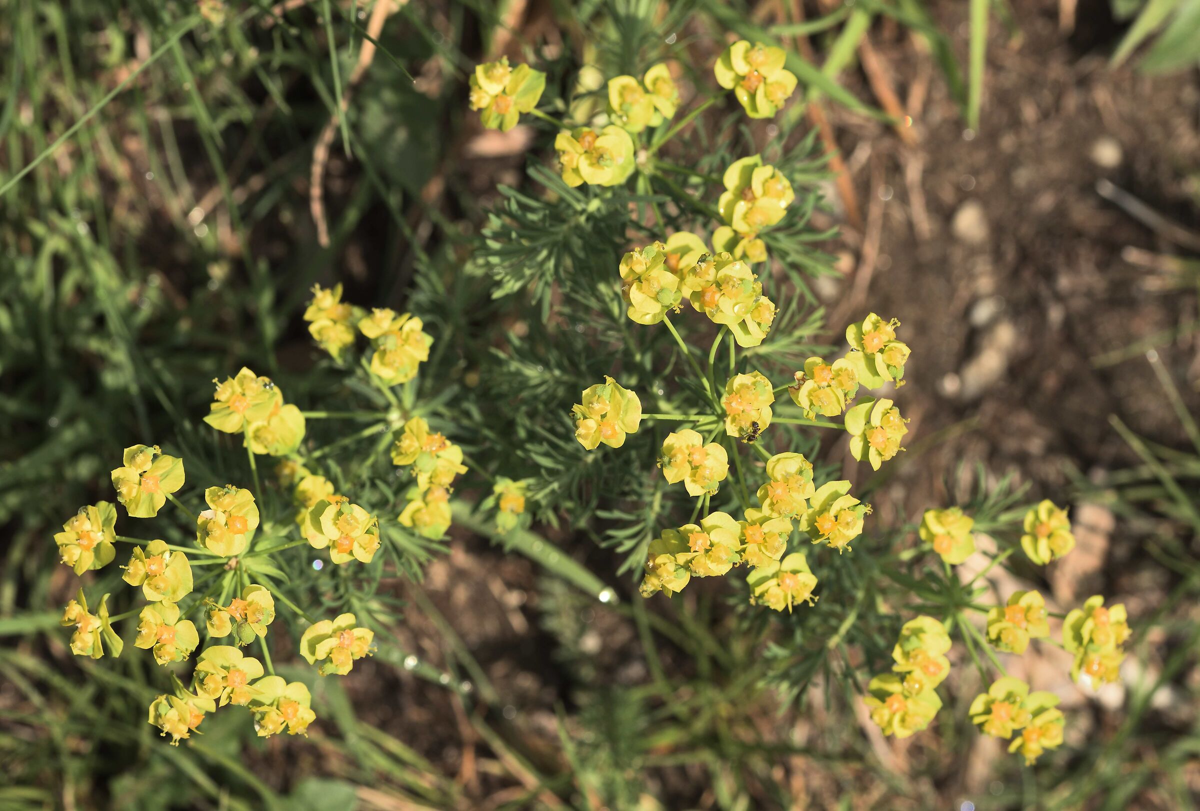 sassiga aizoides or followers?