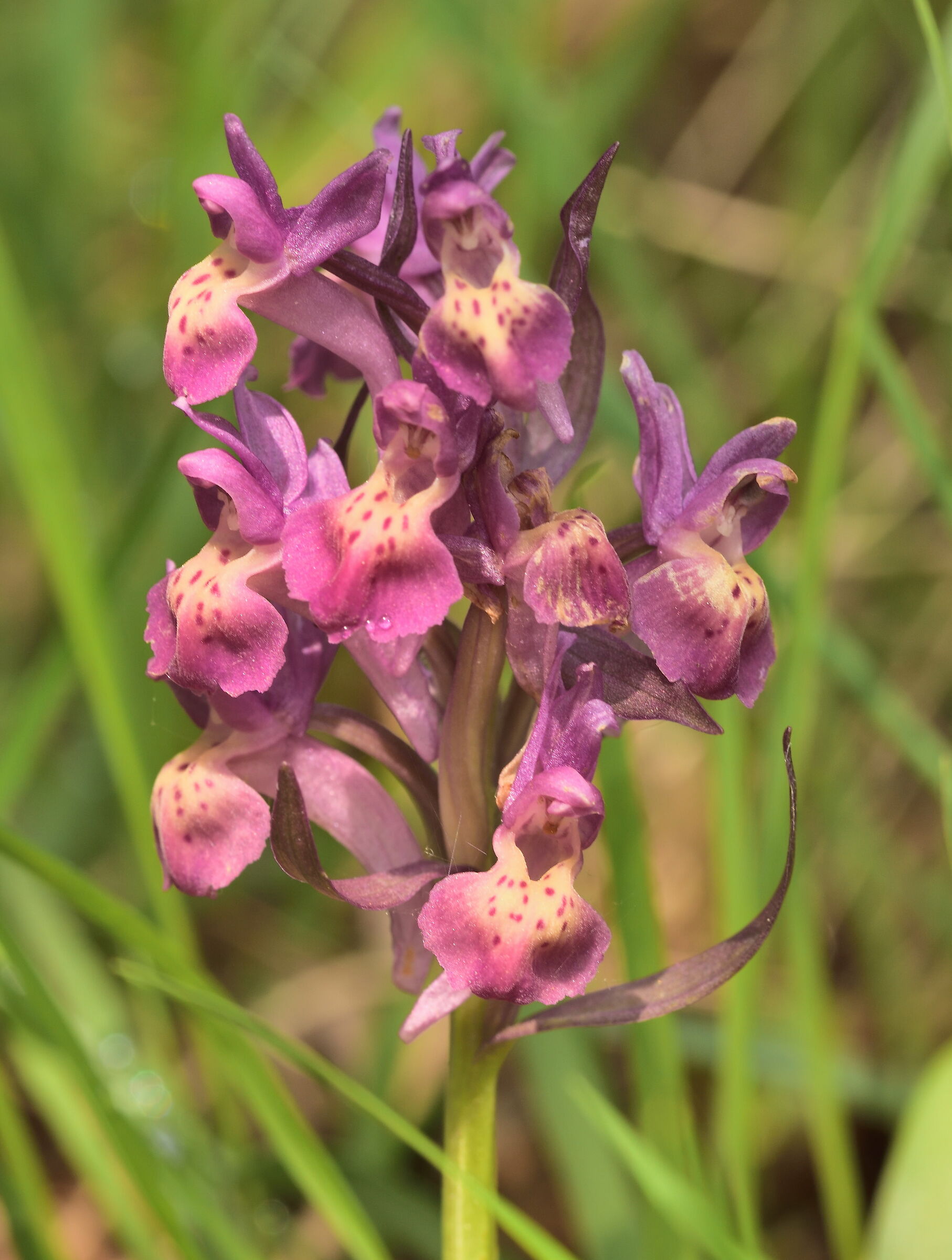 orchid dactylorhiza sambucine