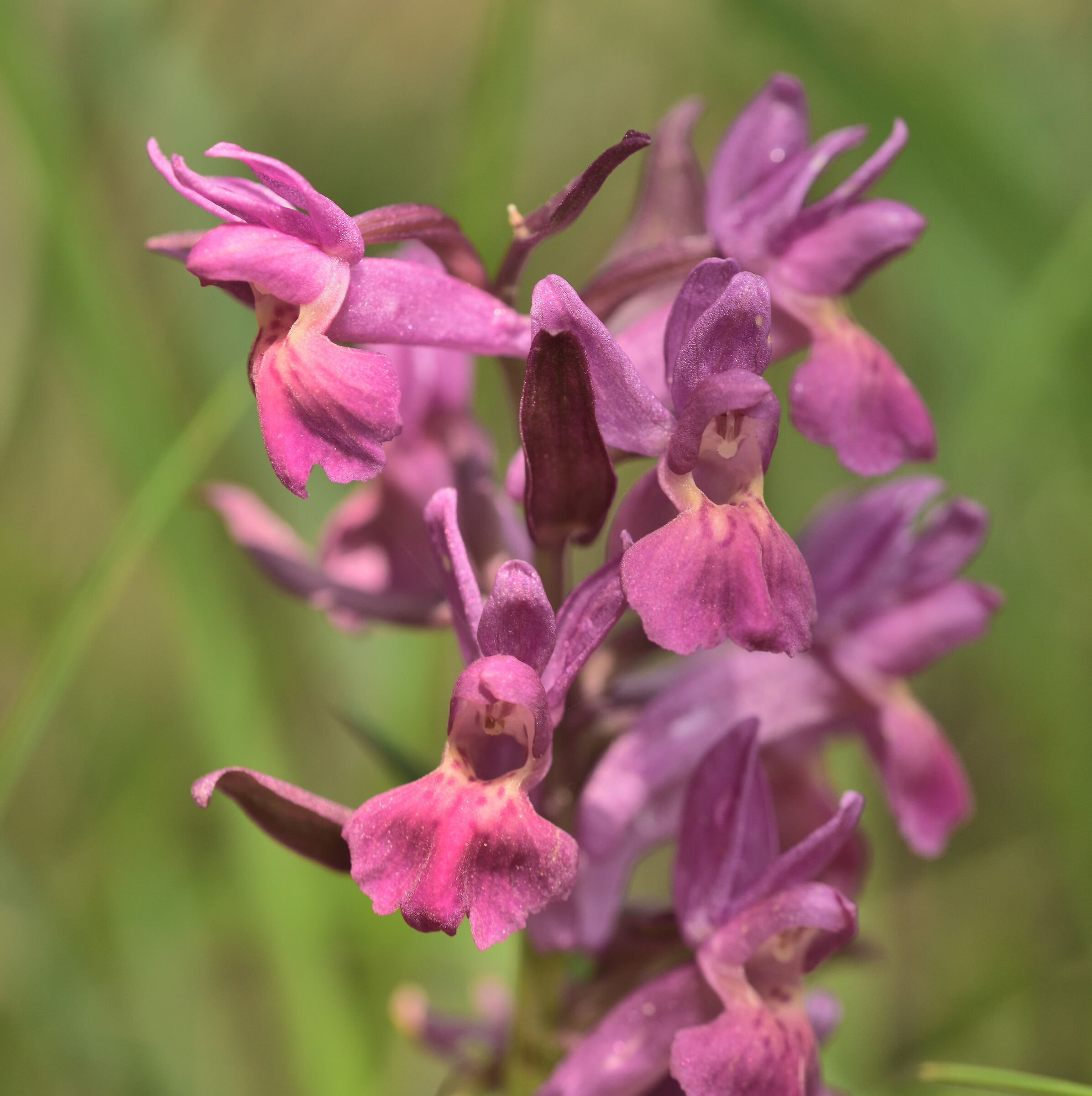 orchid dactylorhiza sambucine