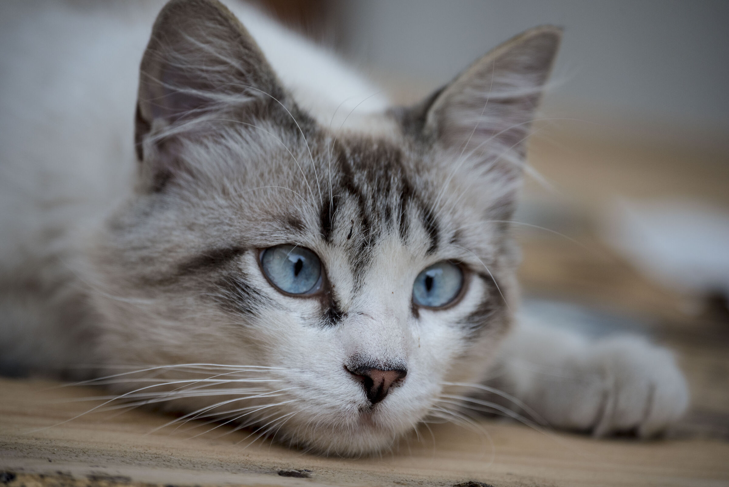 I introduce myself, my name is Jerry!!