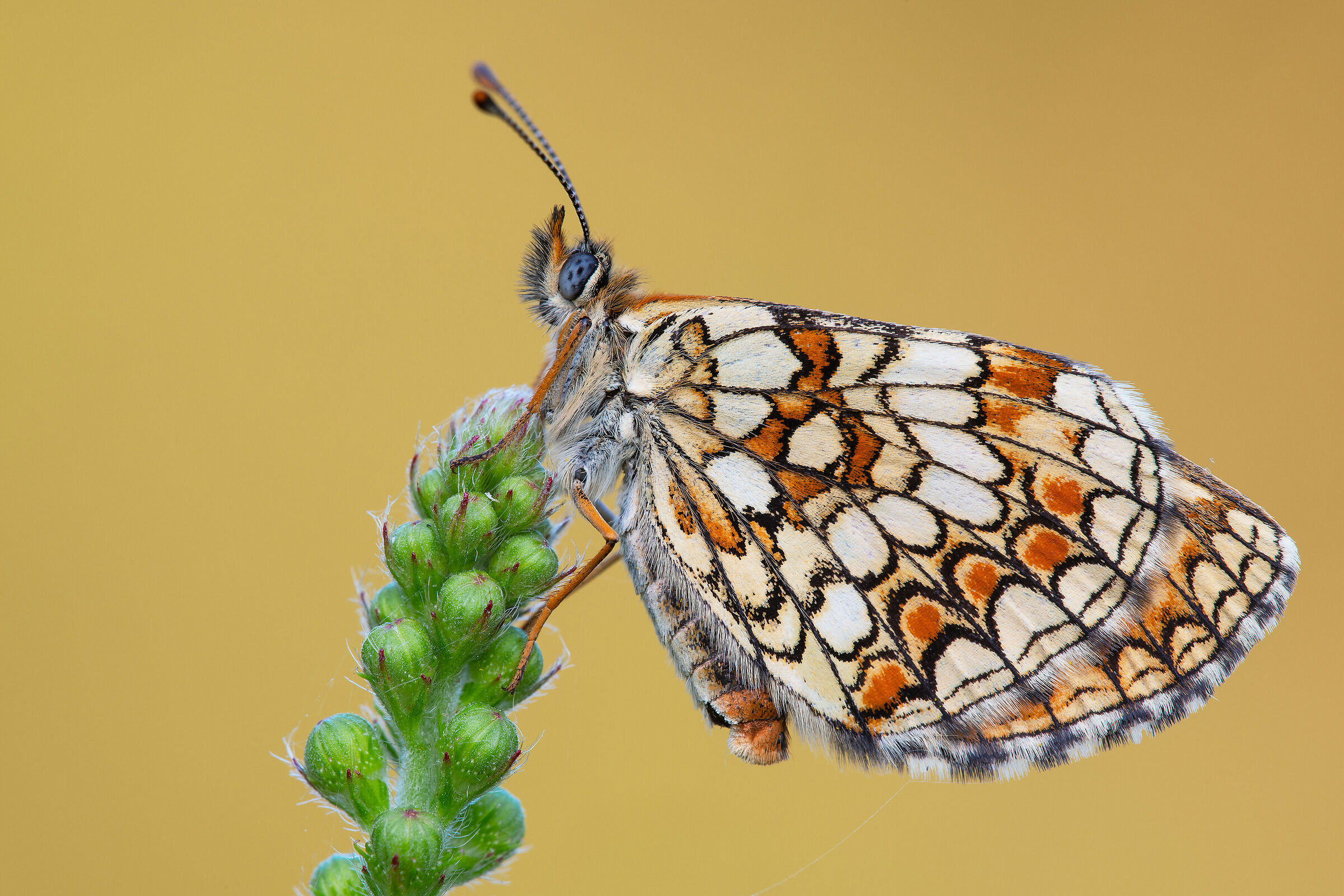 Melitaea athalia