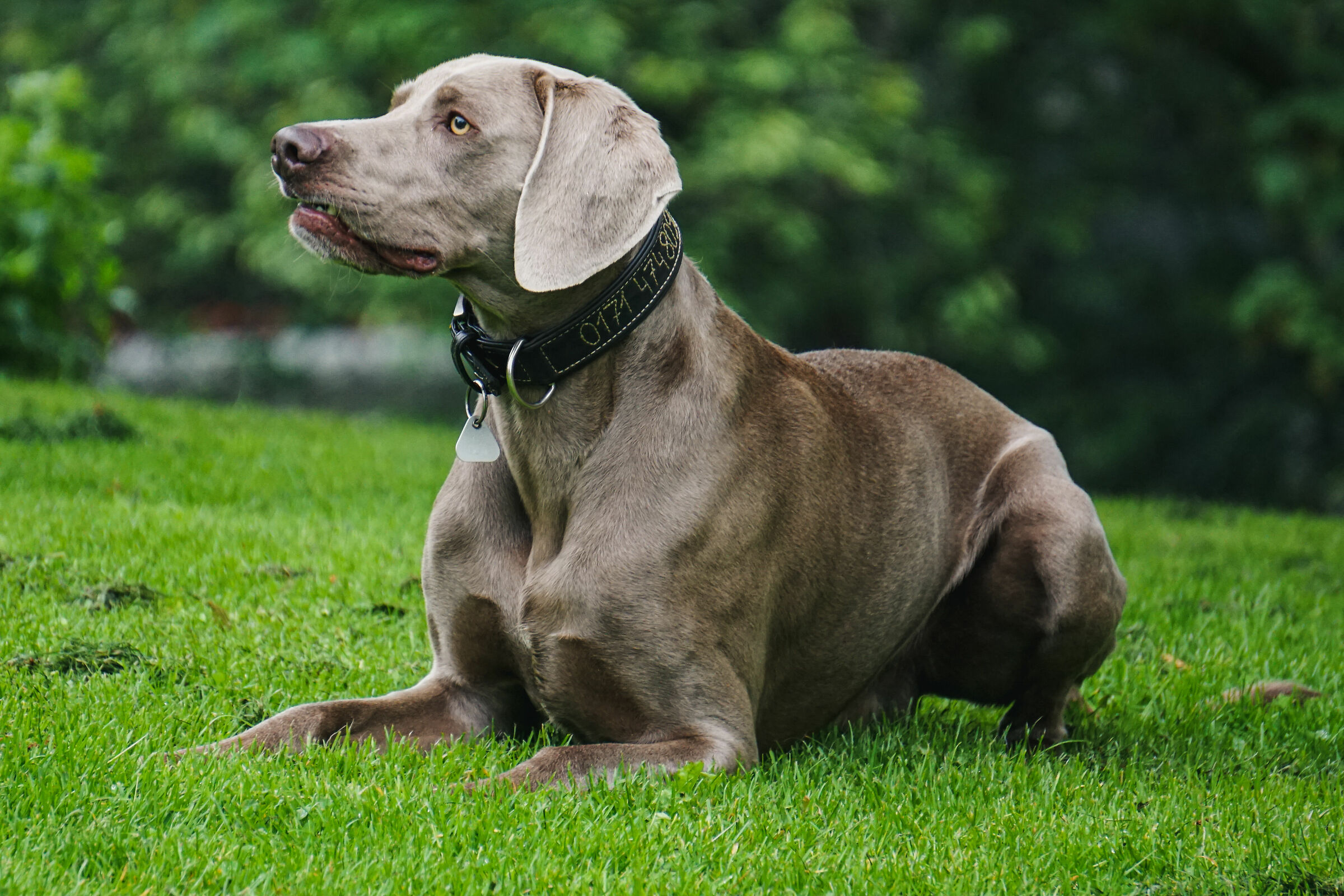 Weimaraner