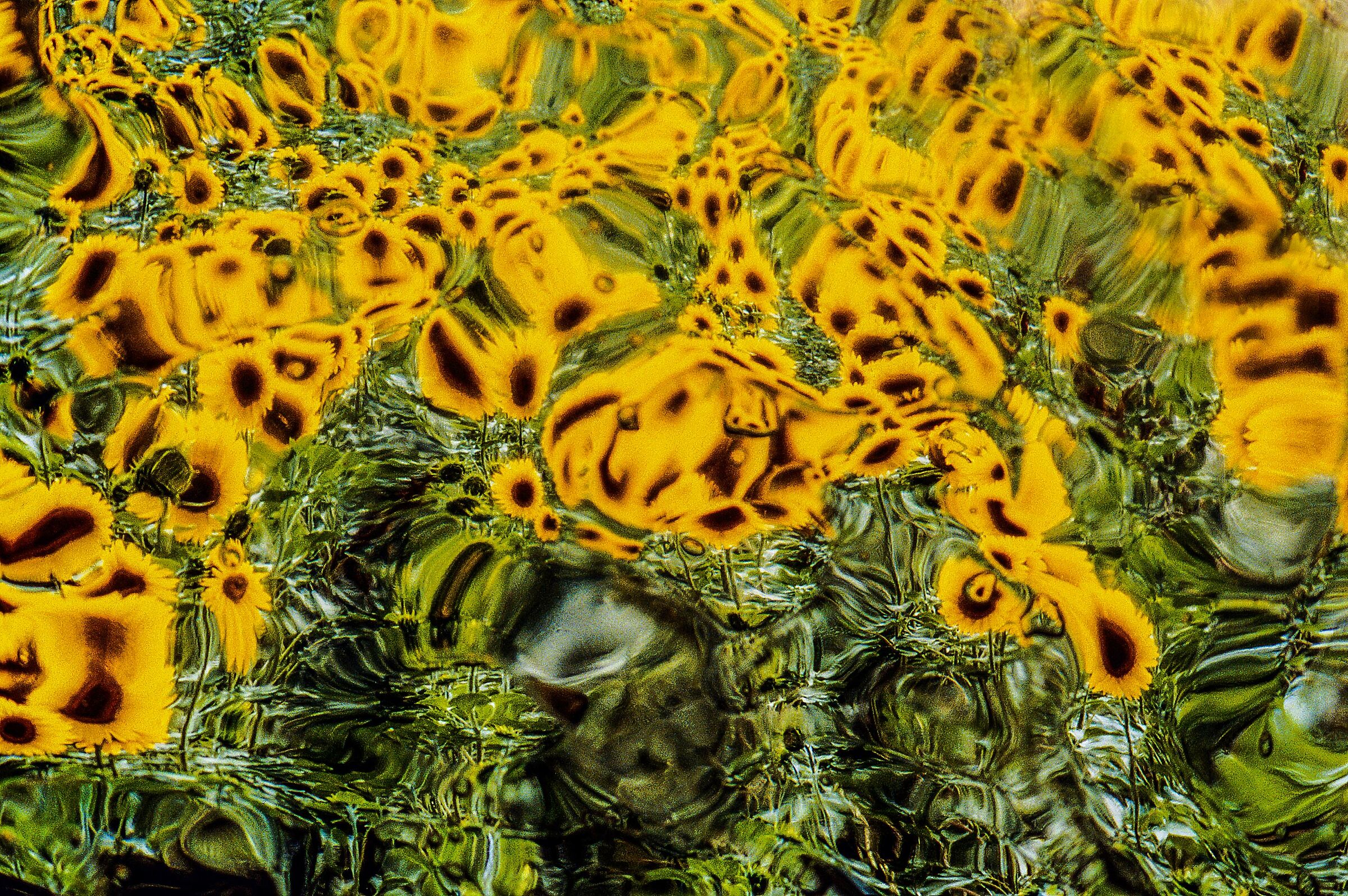 girasoli in movimento