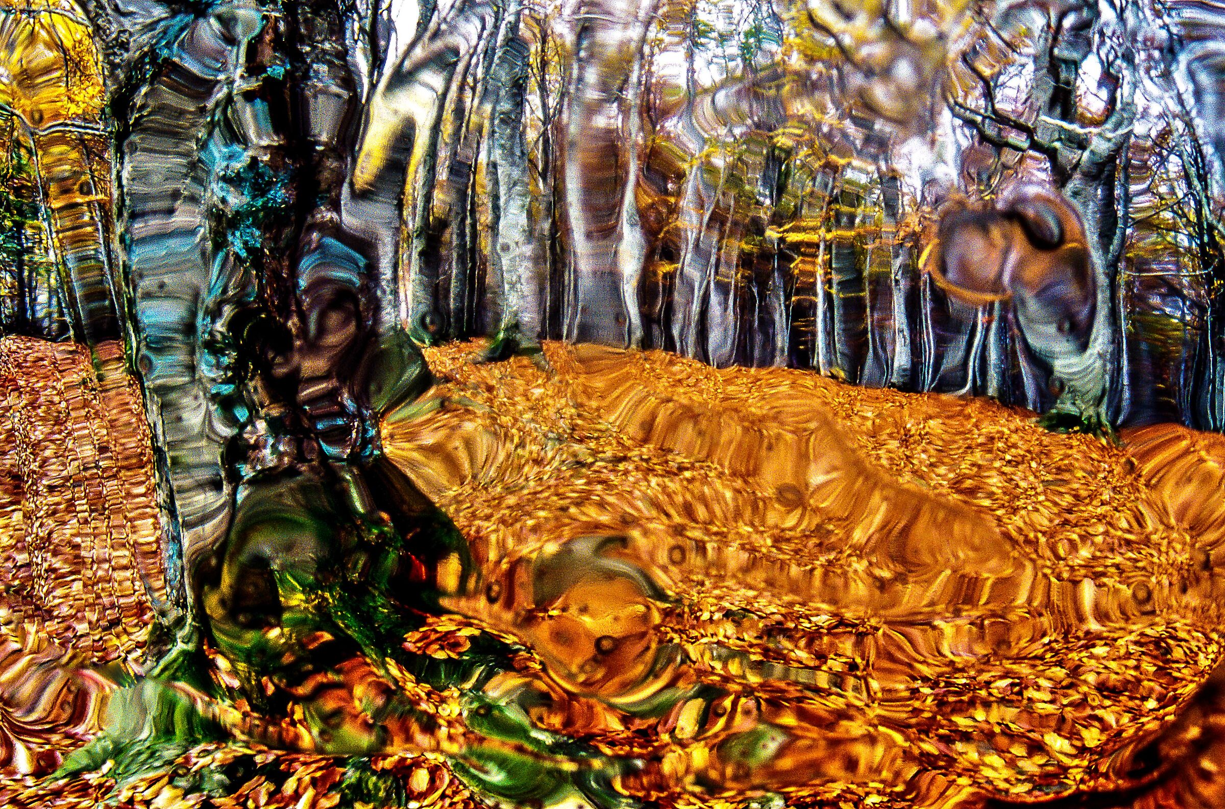 il bosco ...incantato