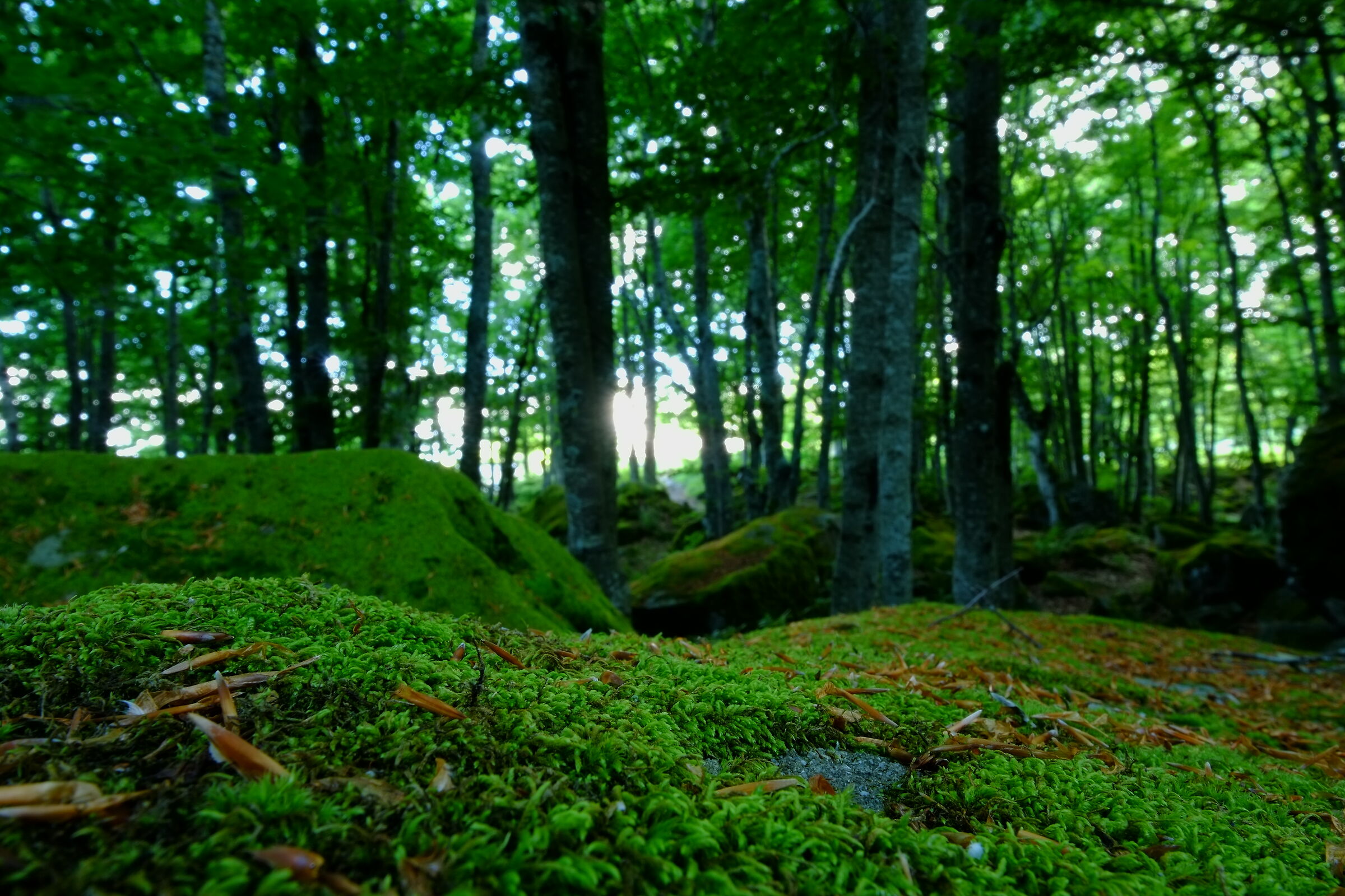 playing with the fuji x pro1