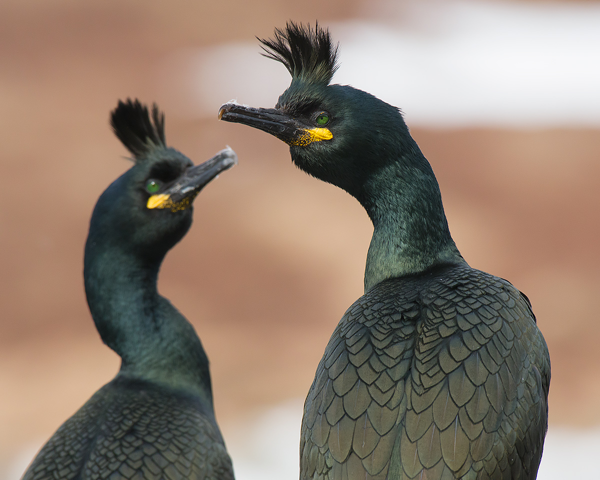 Marangoni dal ciuffo