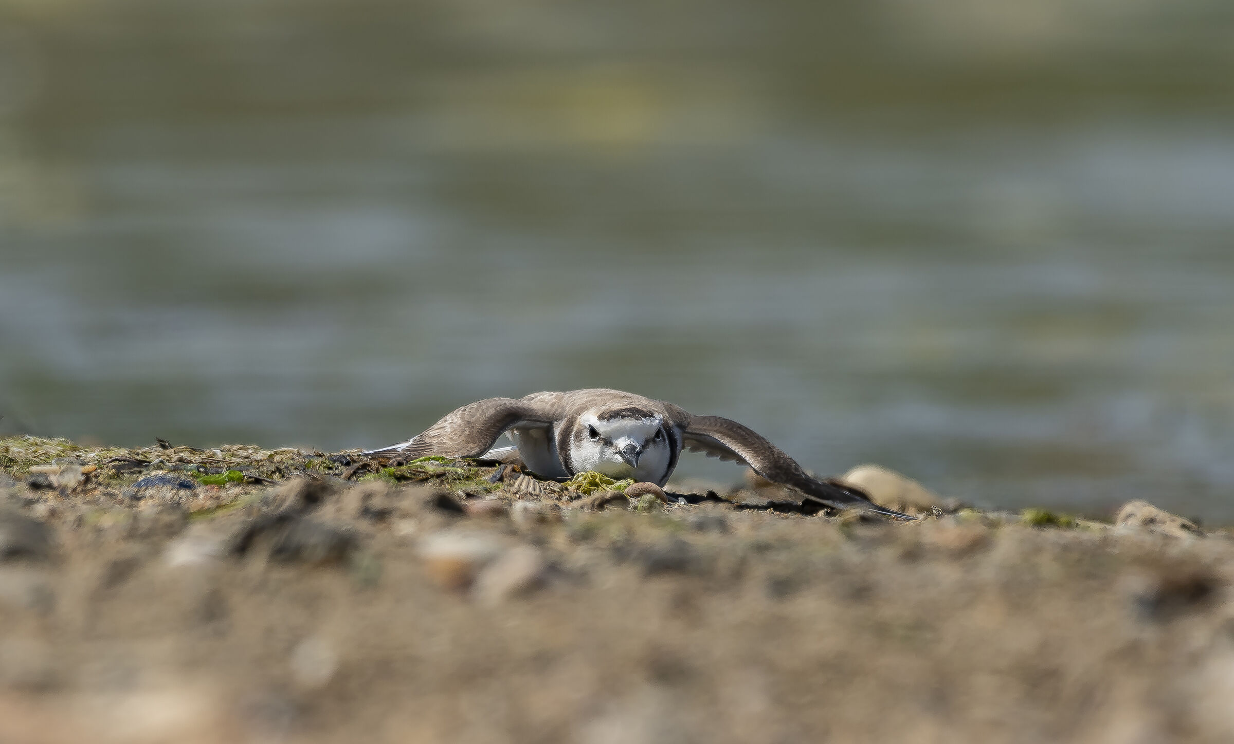 Adult male brother in distractive attitude