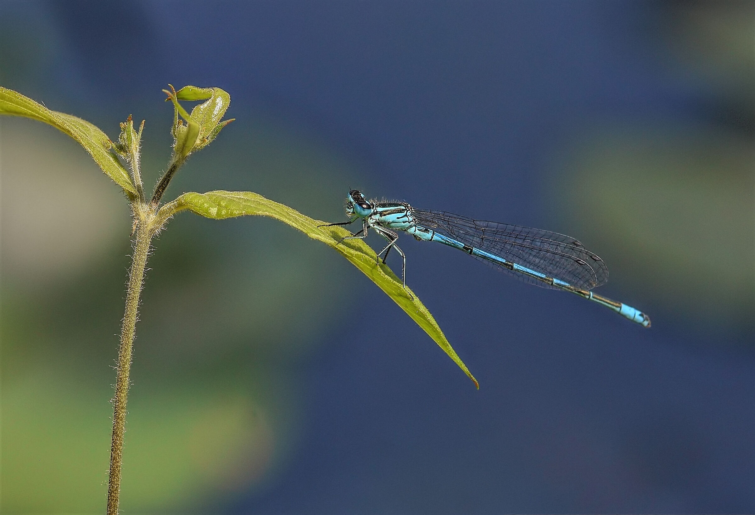Damigella a mano libera