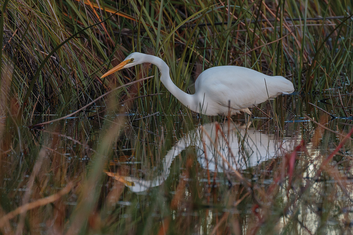 Egret