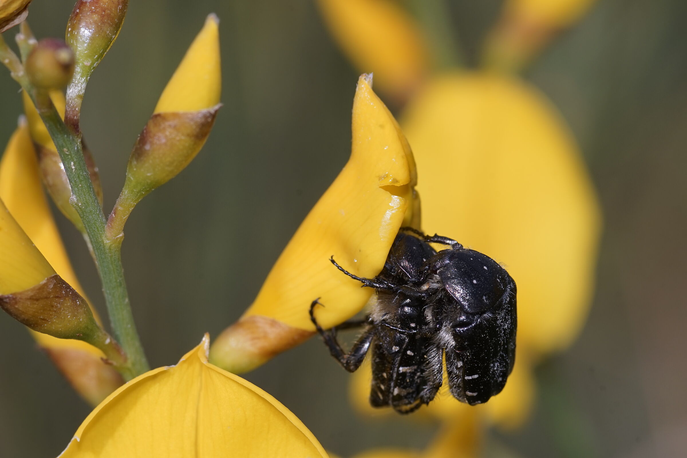 Cetonielle su Spartium