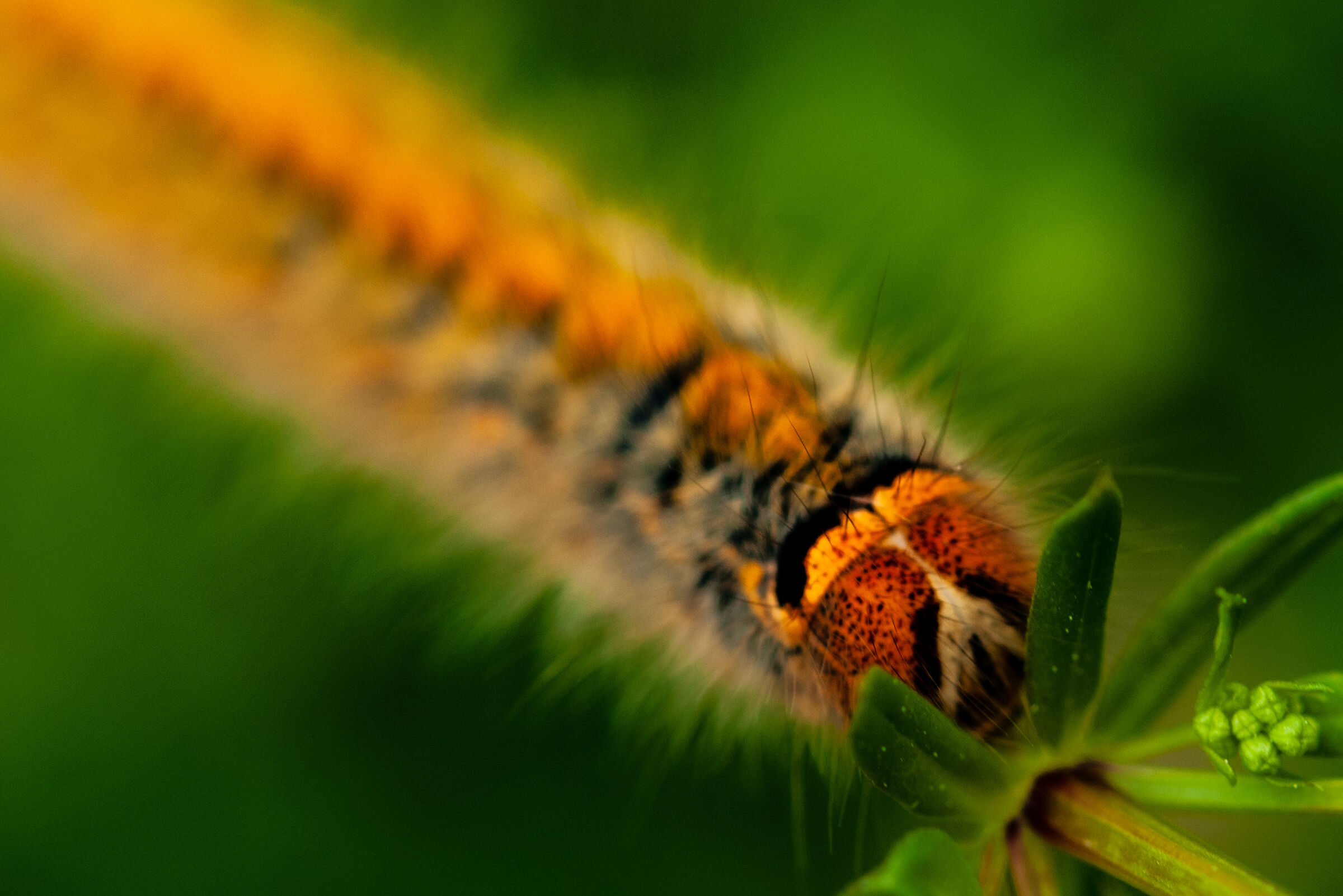 Ciuf ciuf mother f***er