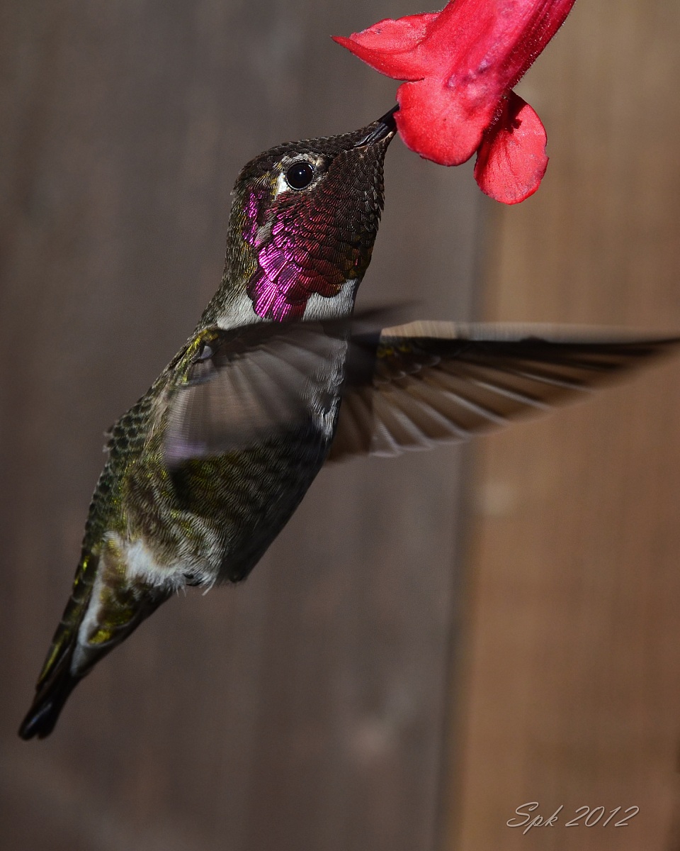 Anna's Hummingbird