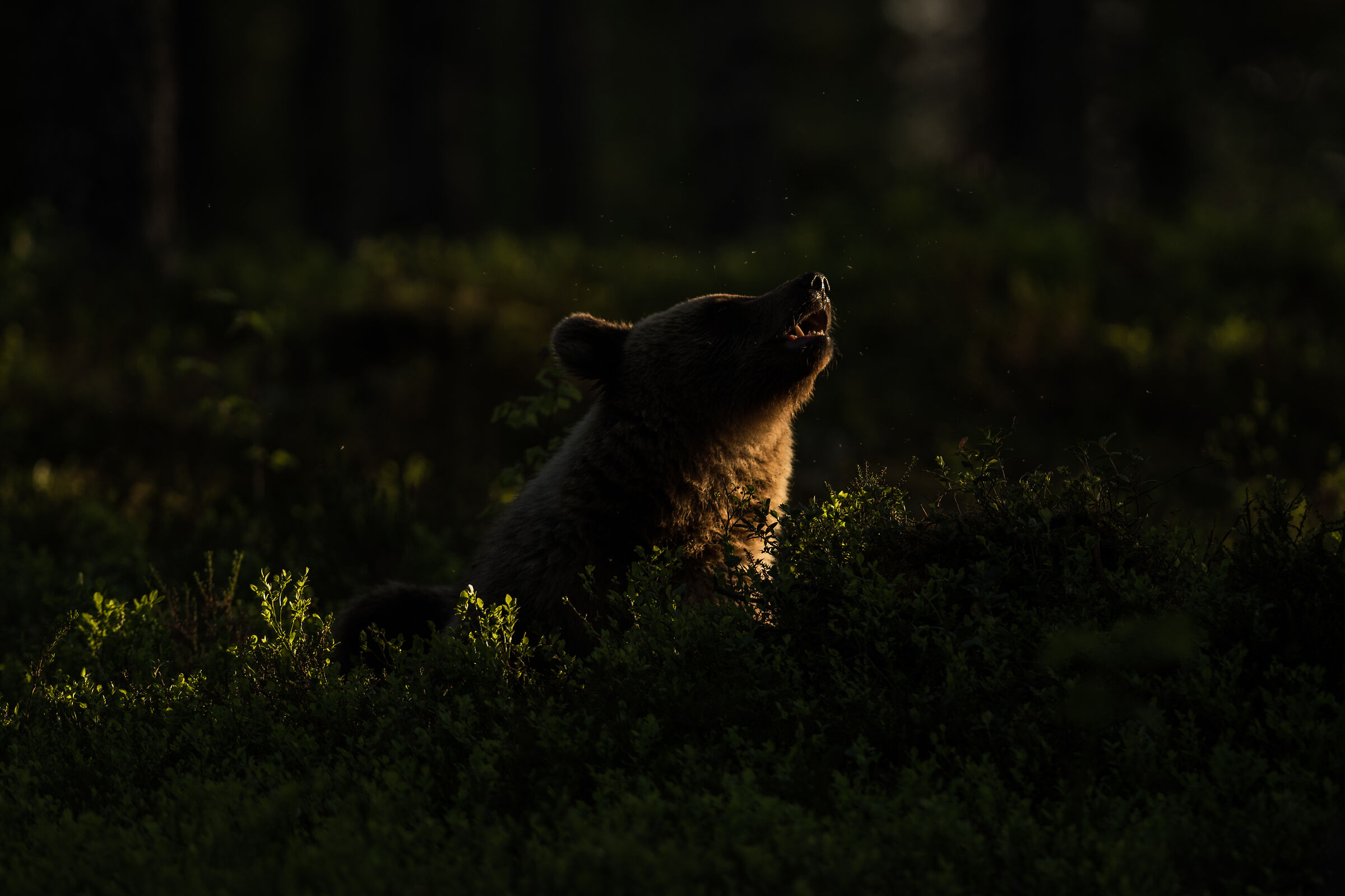 Orso in penombra