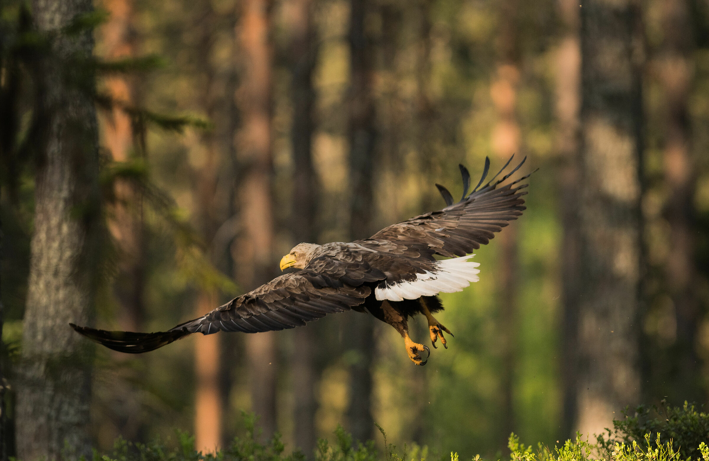 Aquila di mare coda bianca