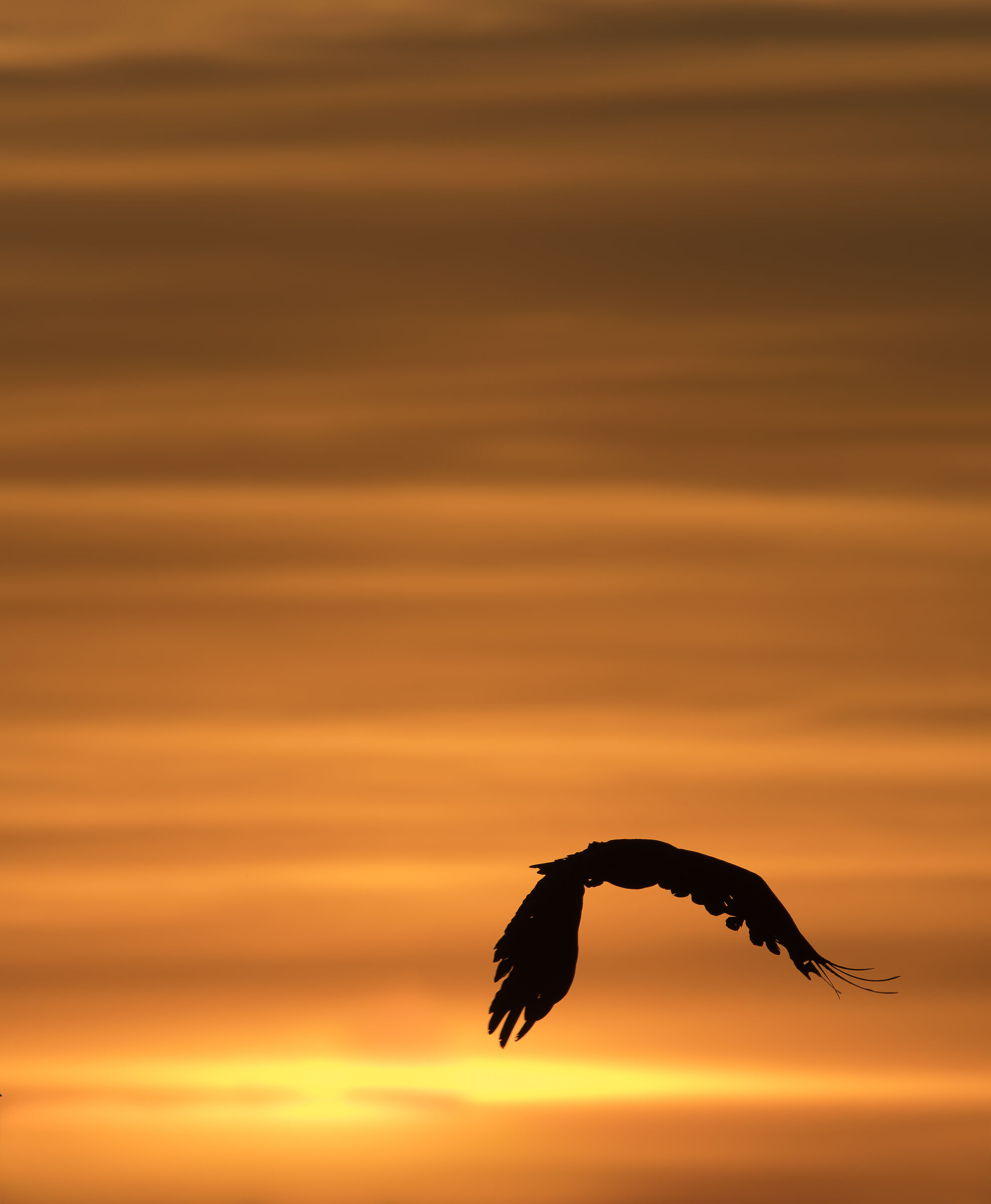 Aquila di mare coda bianca