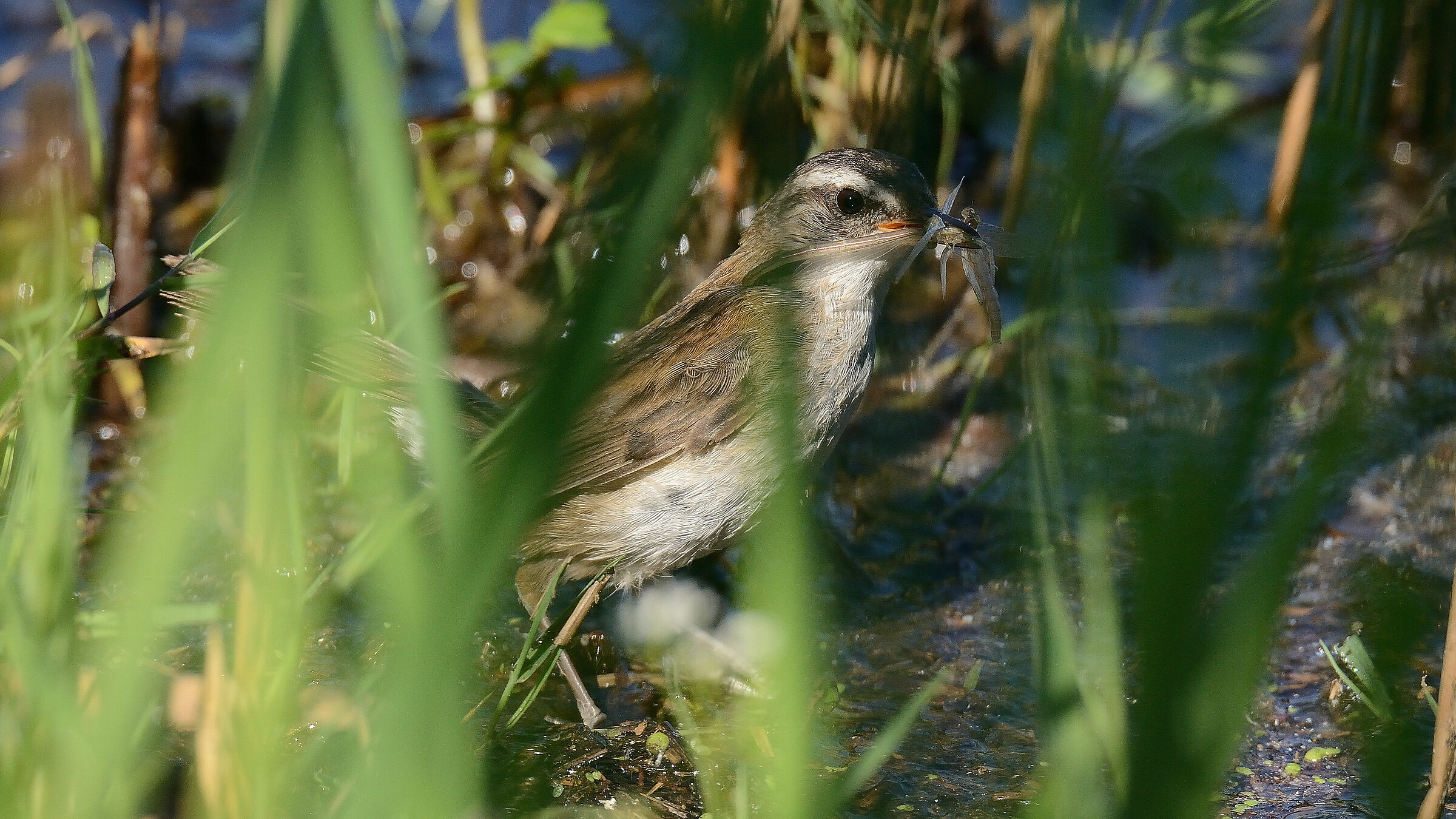 Forapaglie castagnolo