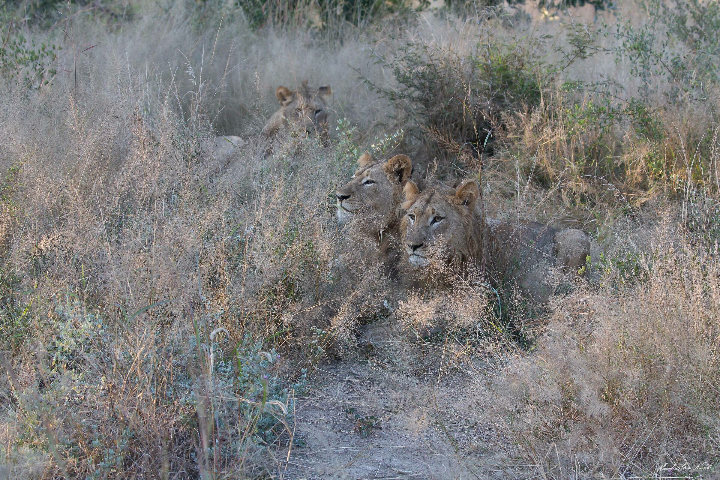 Young lions at dawn
