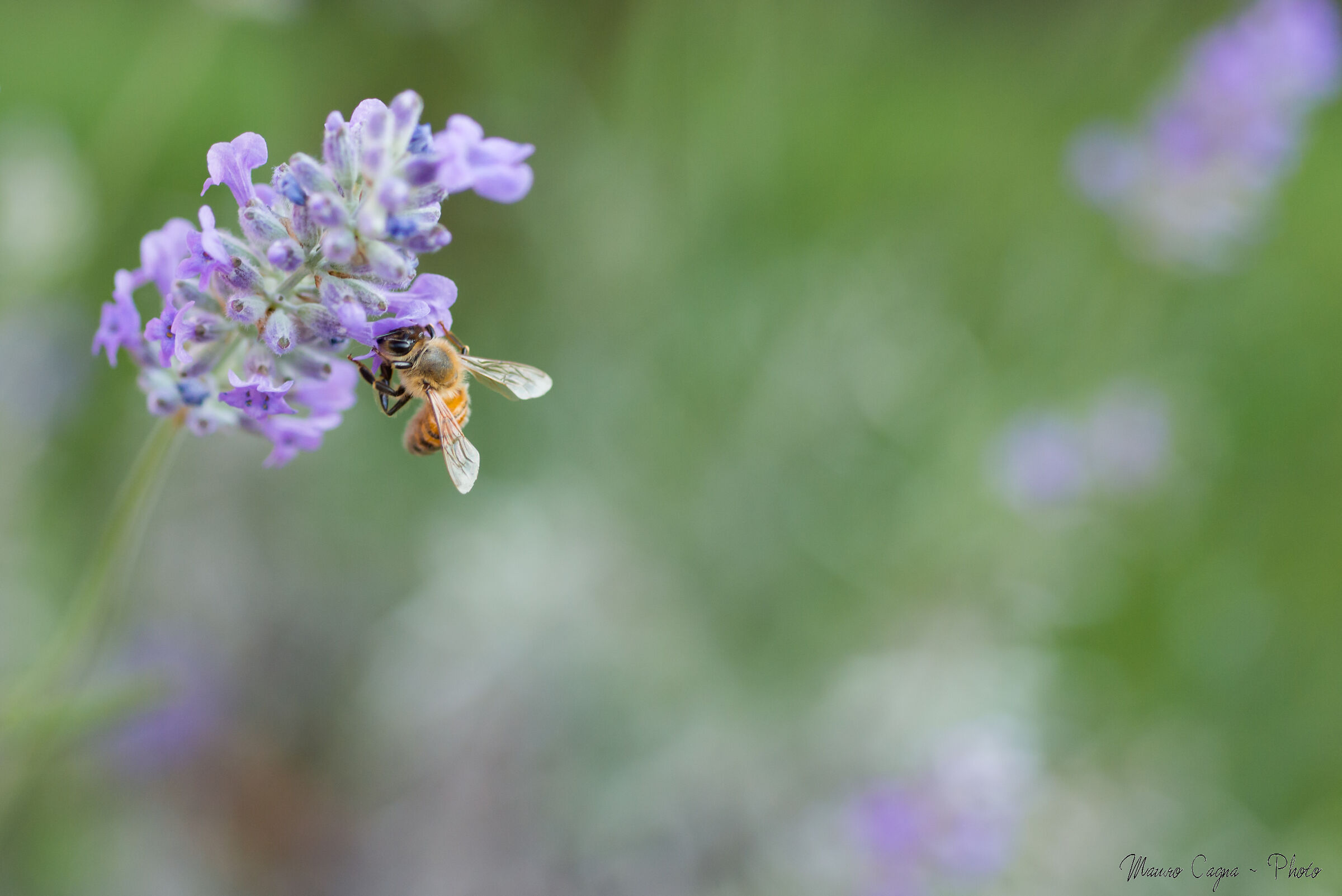 Bee in bloom...