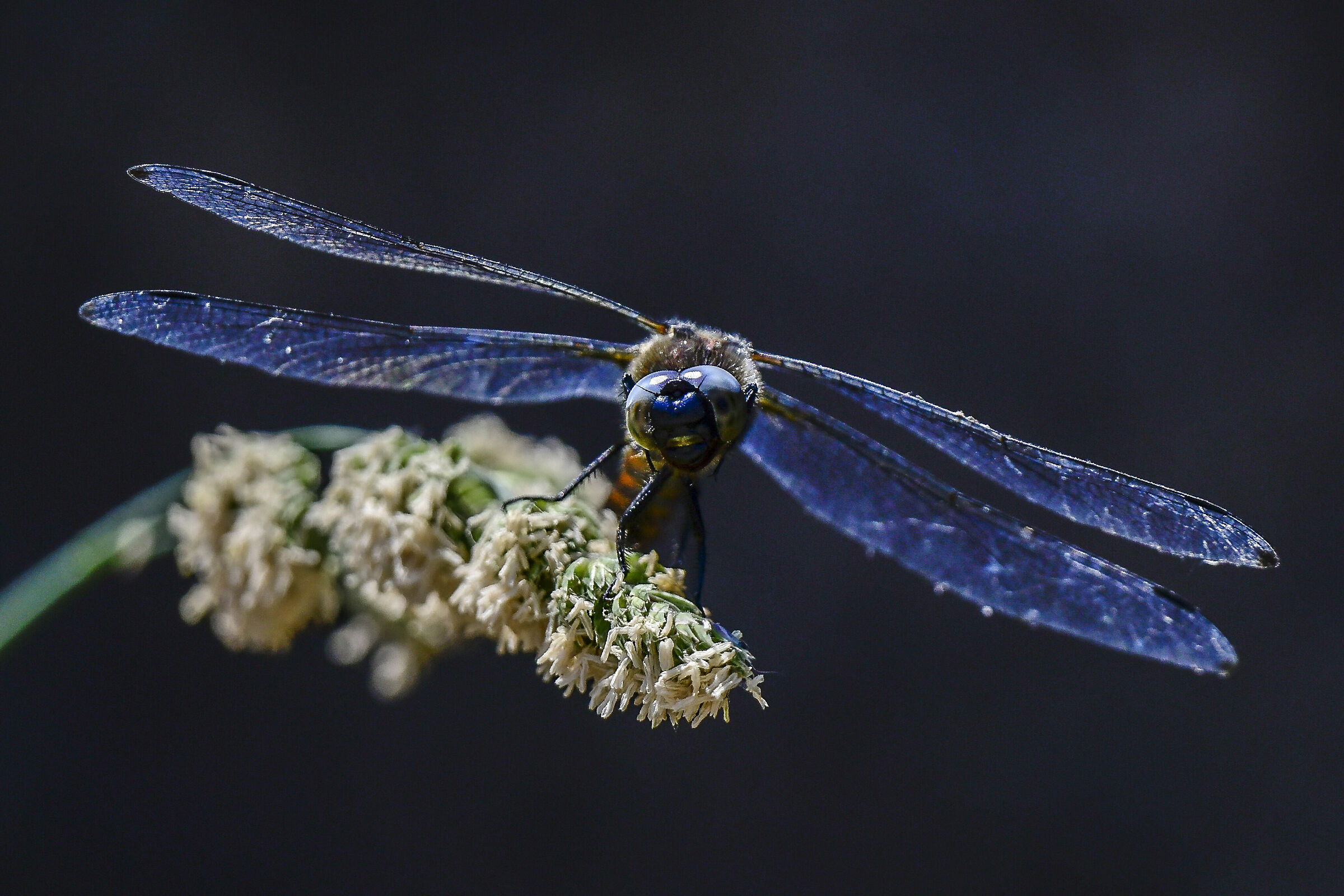 Libellula