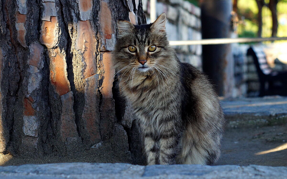 Il guardiano del pino