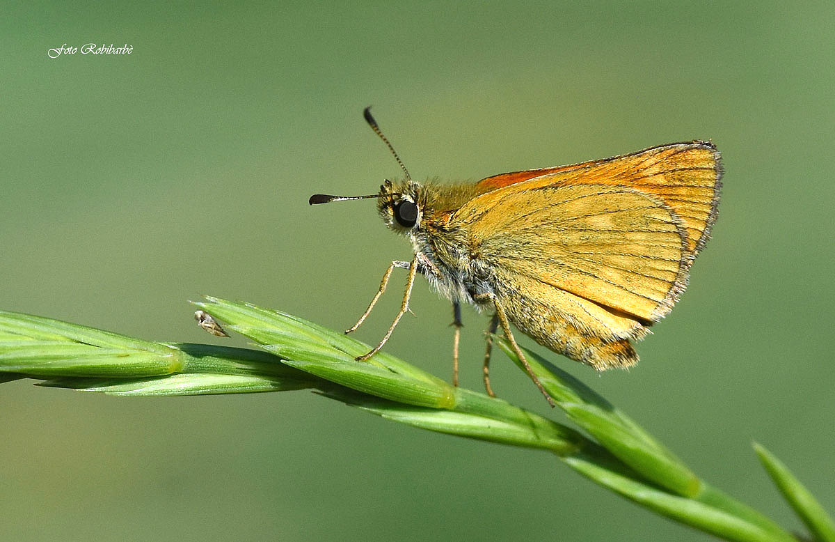 Thymelicus sylvestris...