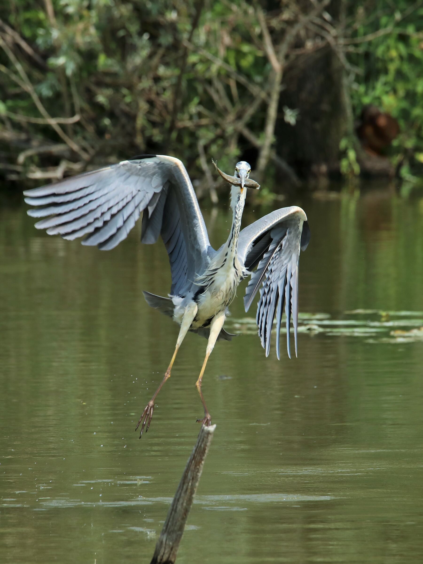 Ash heron with fish