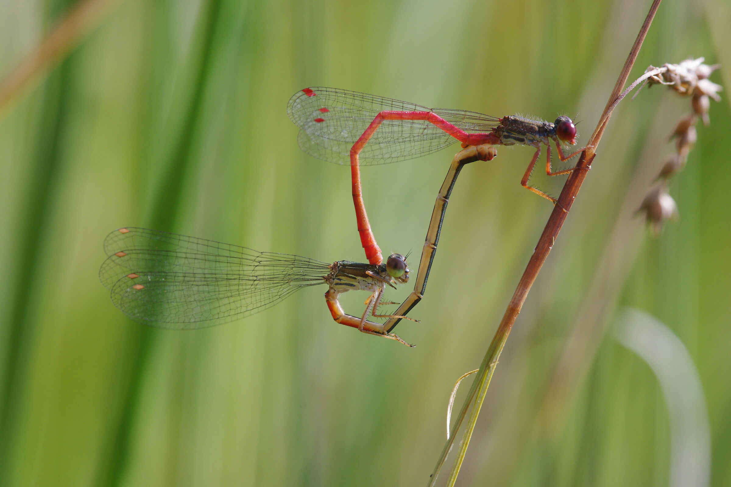 Zona umida Orto Botanico 2