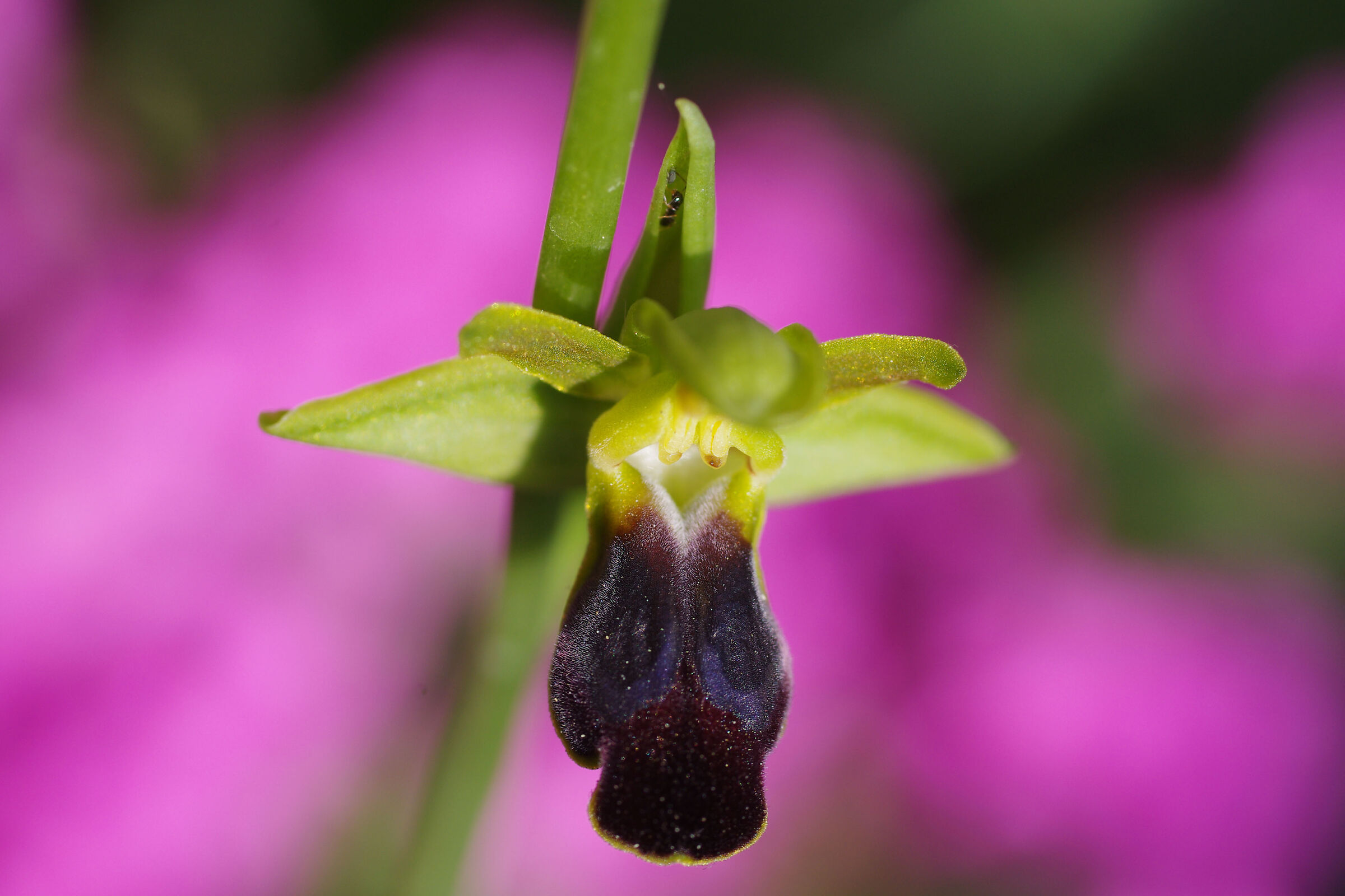 Ophrys fusca