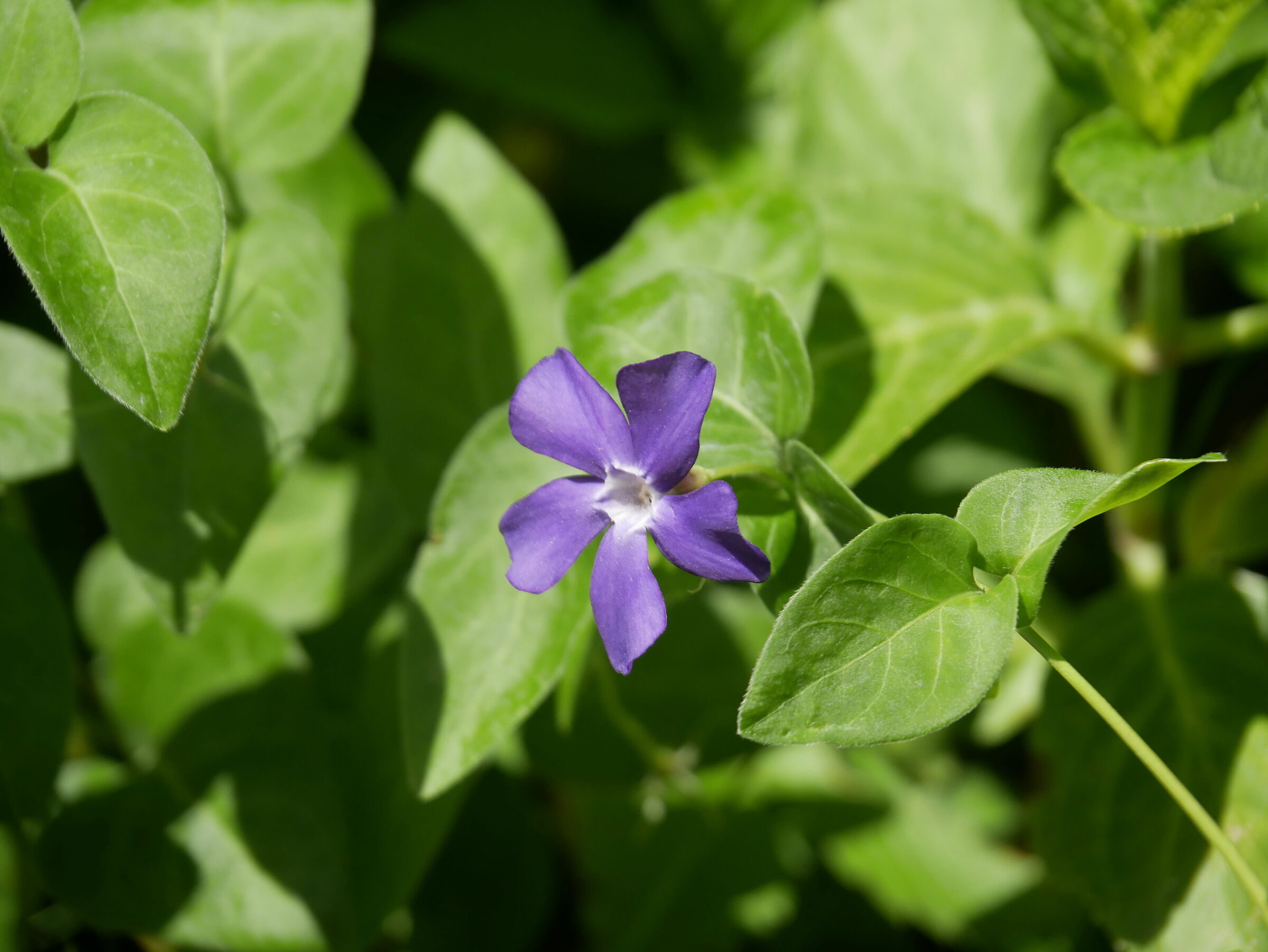 Vinca