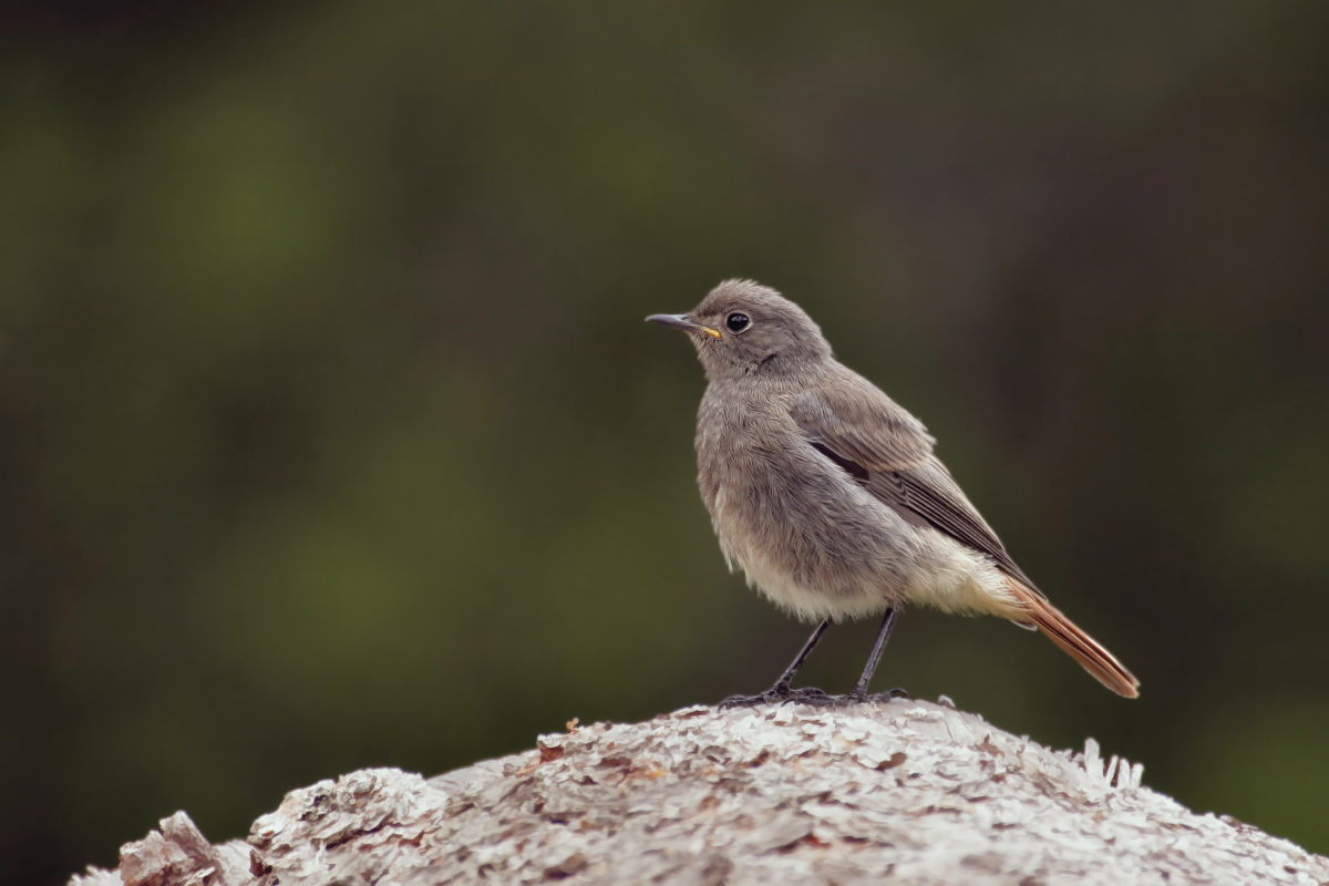 Redstart
