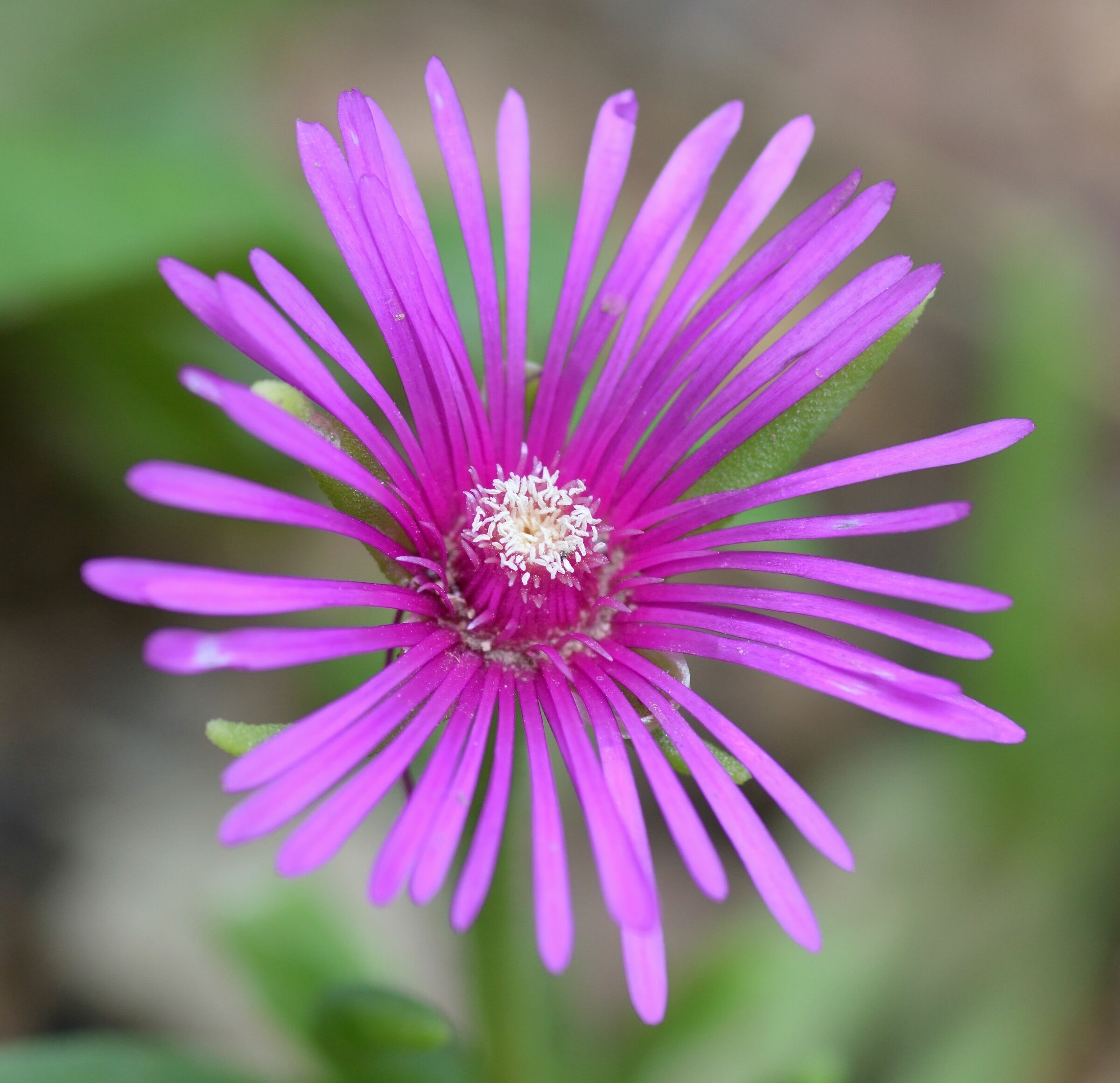 Nikon d5300 Tokina 100mm f/2.8