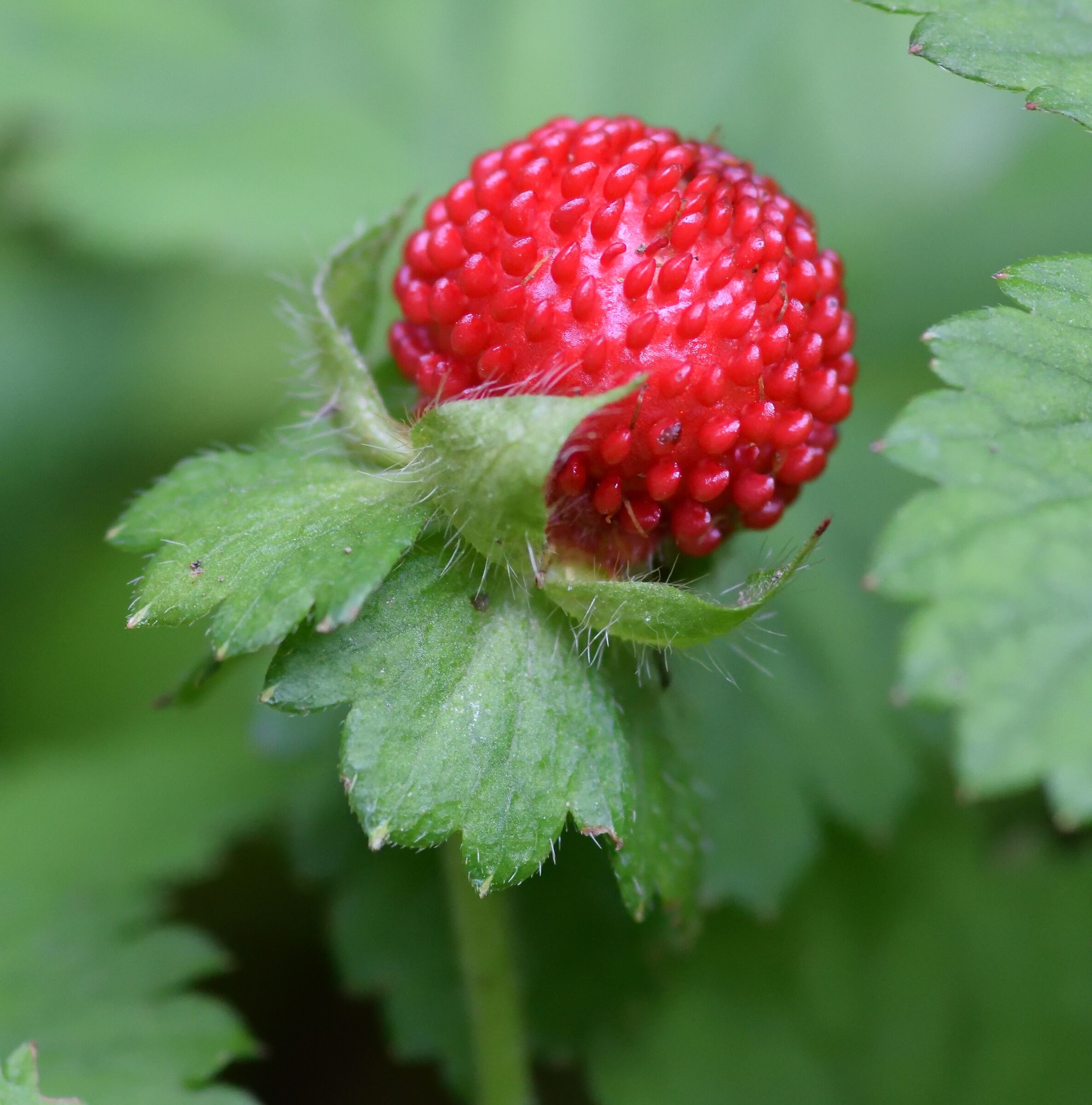 Nikon d5300 Tokina 100mm f/2.8