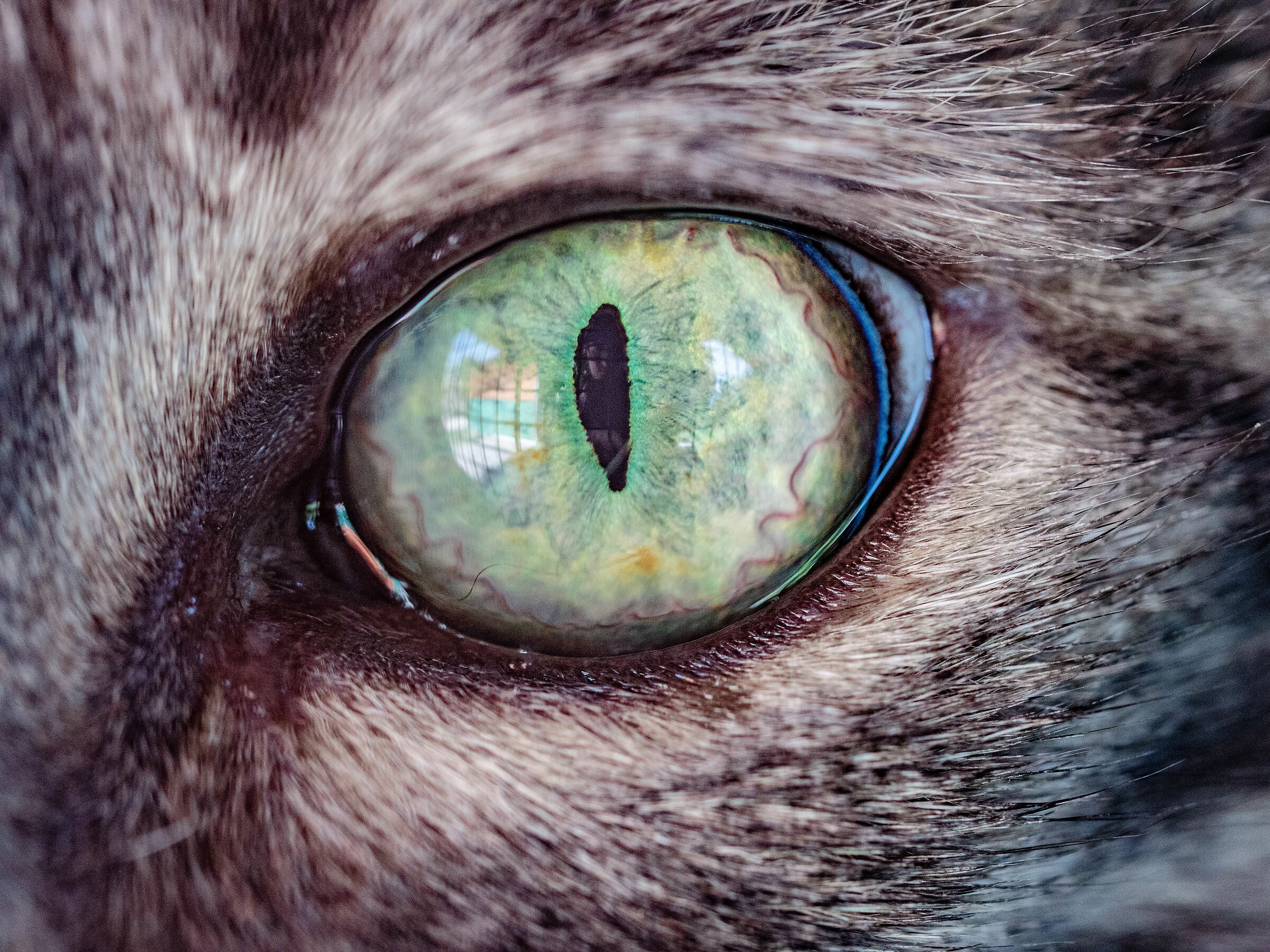 Occhio di gatto