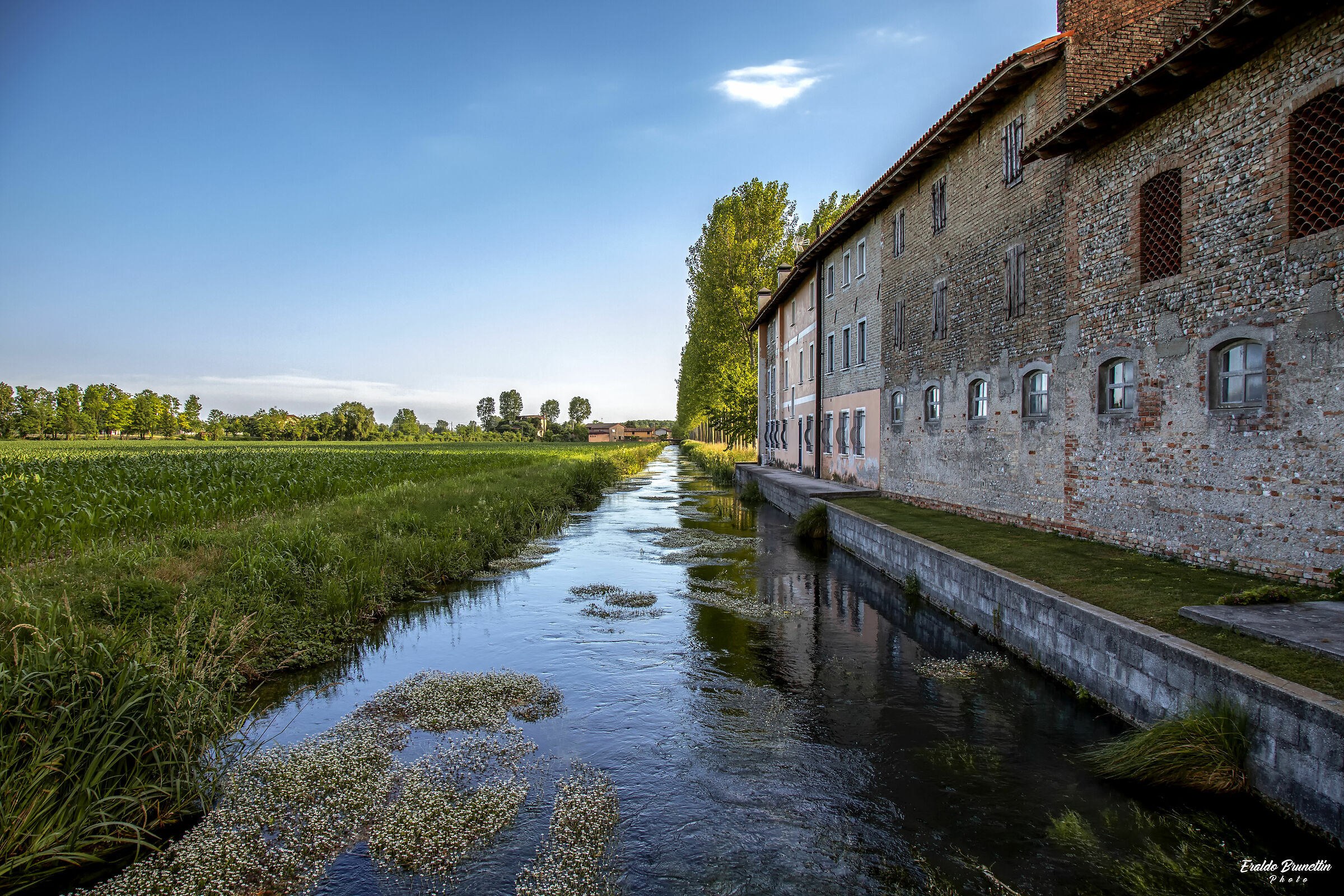 Il dolce galleggiare dei ranuncoli.