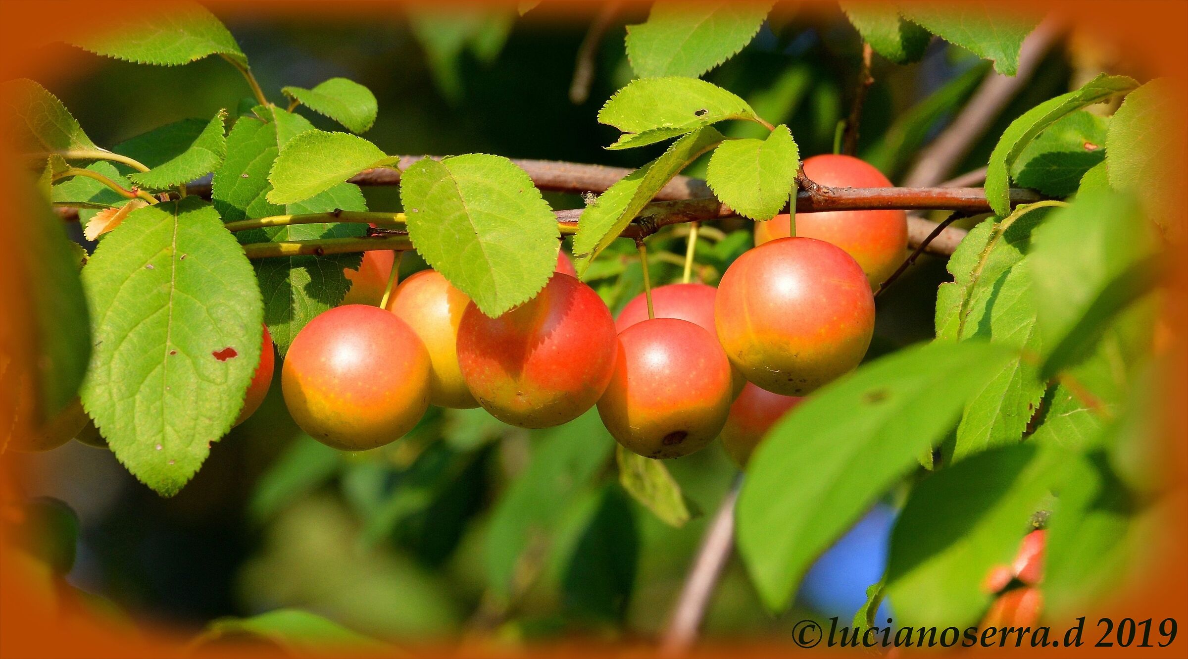 Frutti di amolo (rusticano)