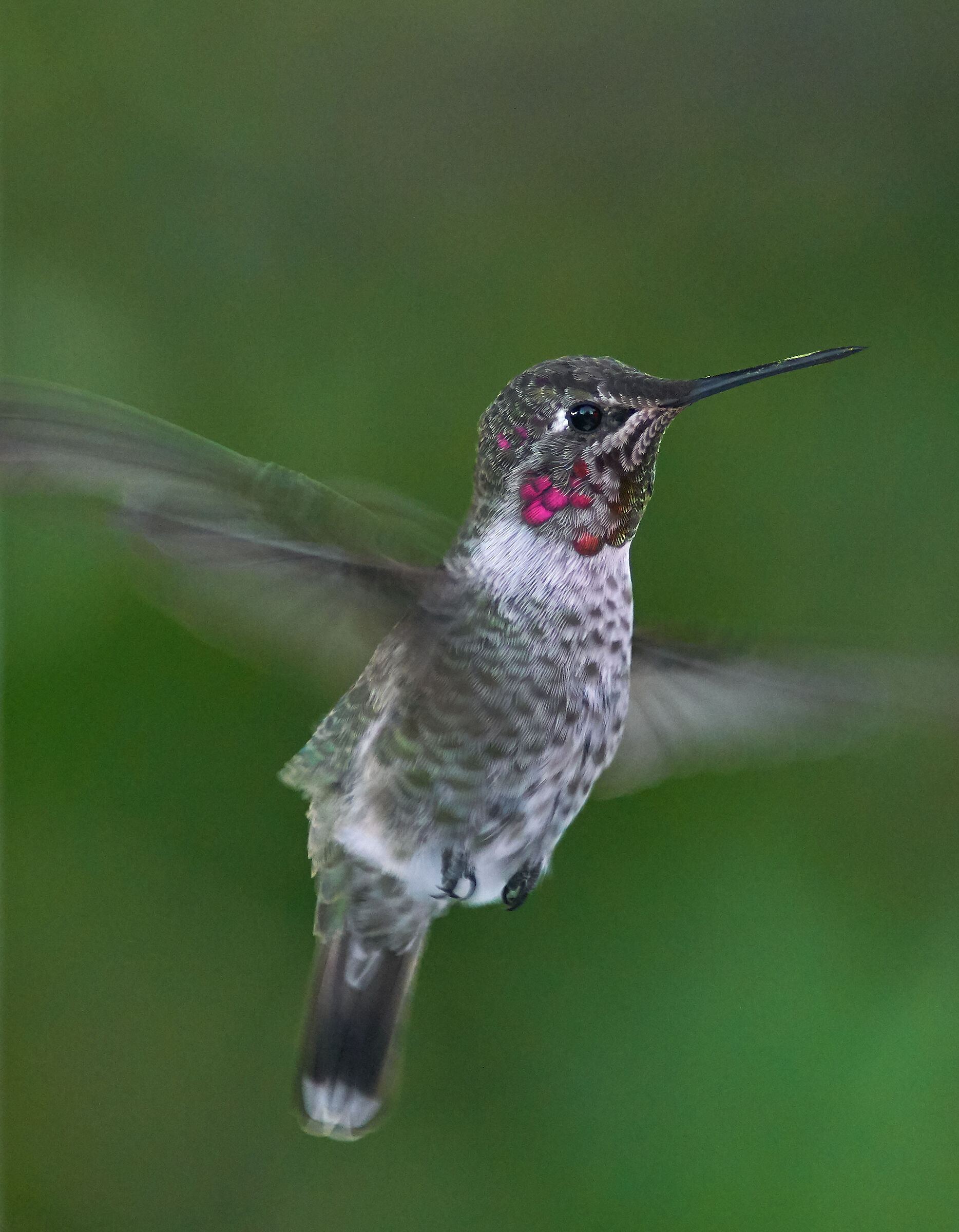 Anna's hummingbird
