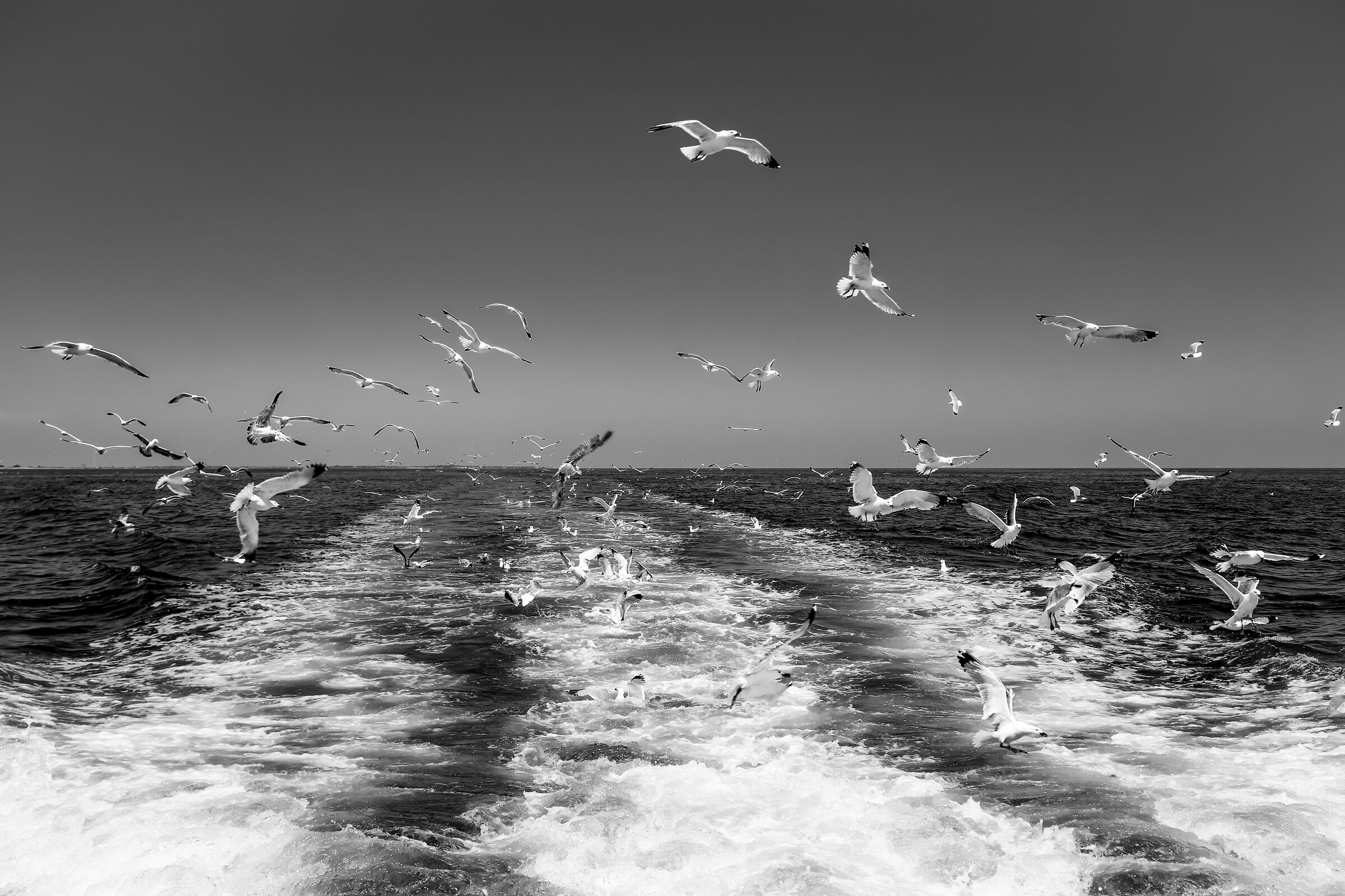 Seagulls