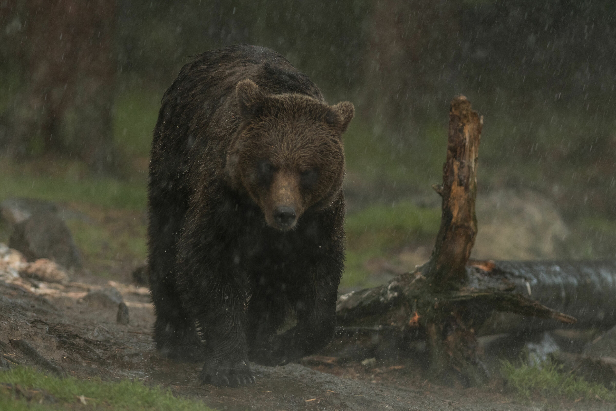 Bruno sotto la pioggia