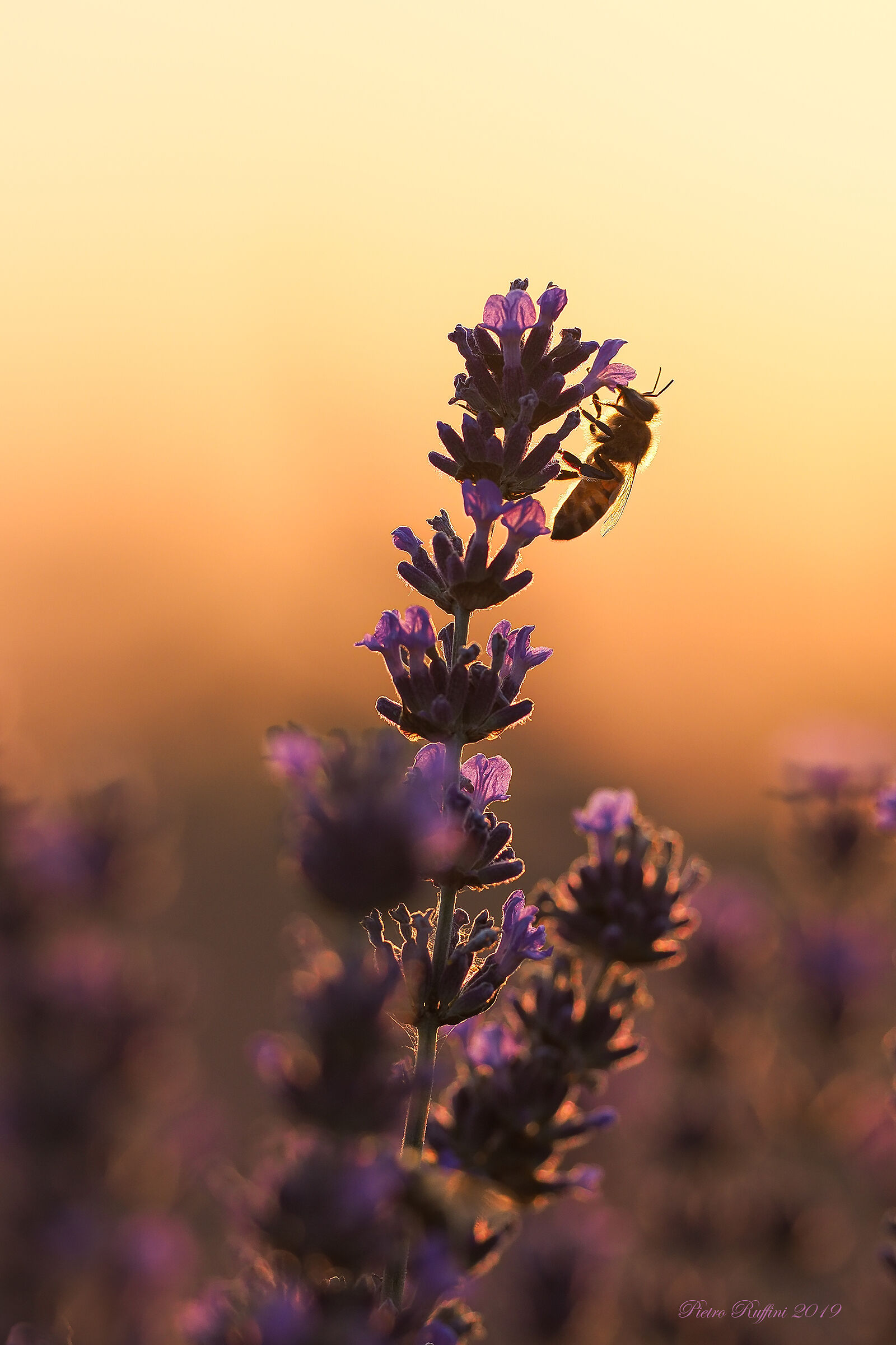 Tramonto nella lavanda