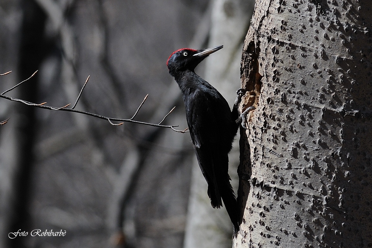 Picchio nero....quasi un bianco e nero.......