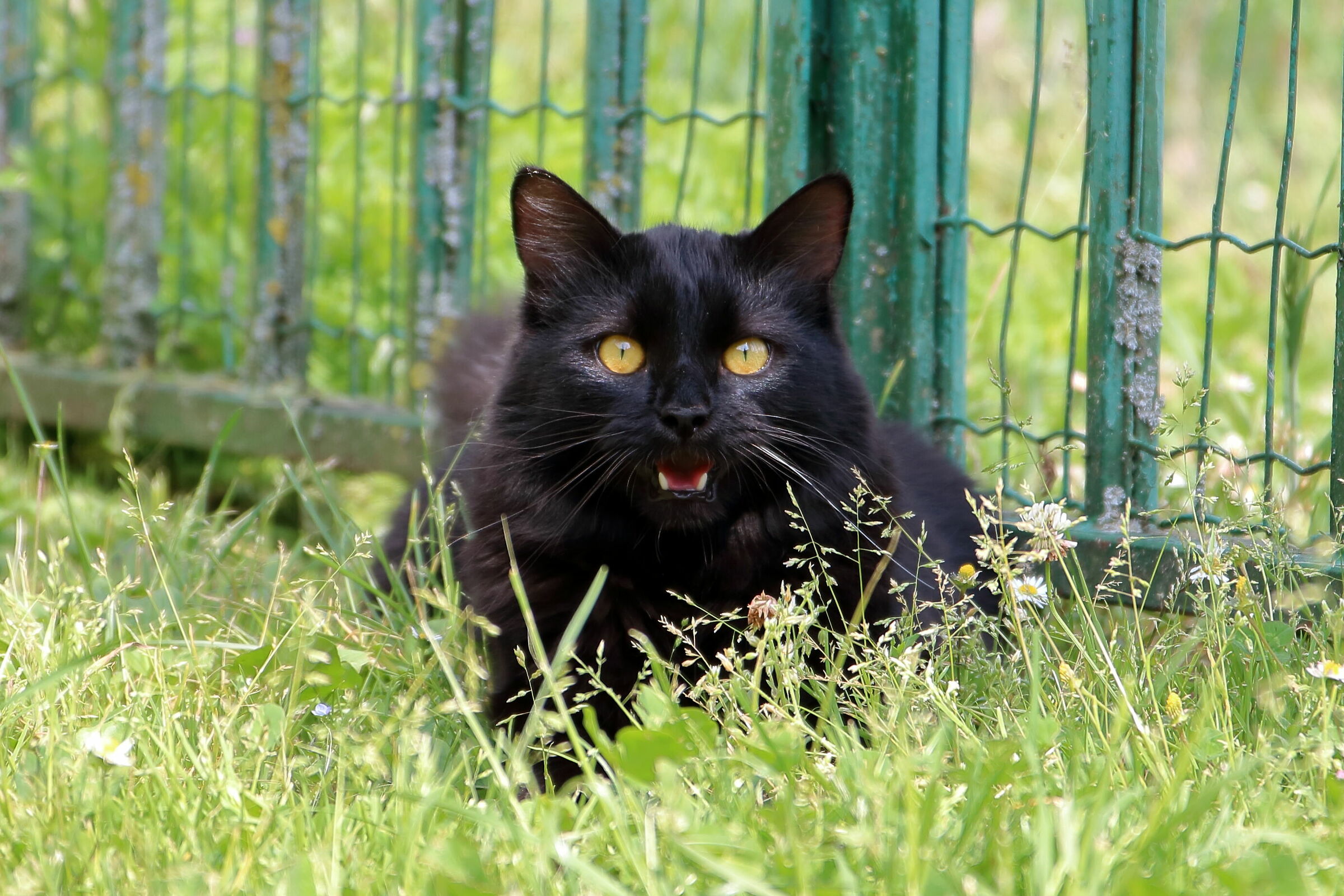 IL nostro gatto...Polpetta.