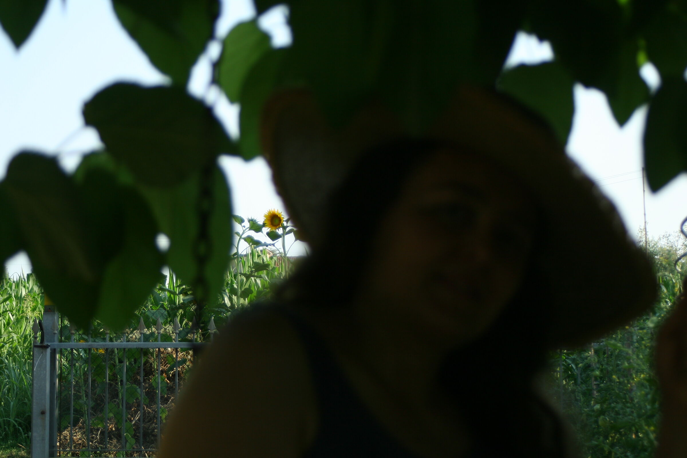 The Sunflower Friend