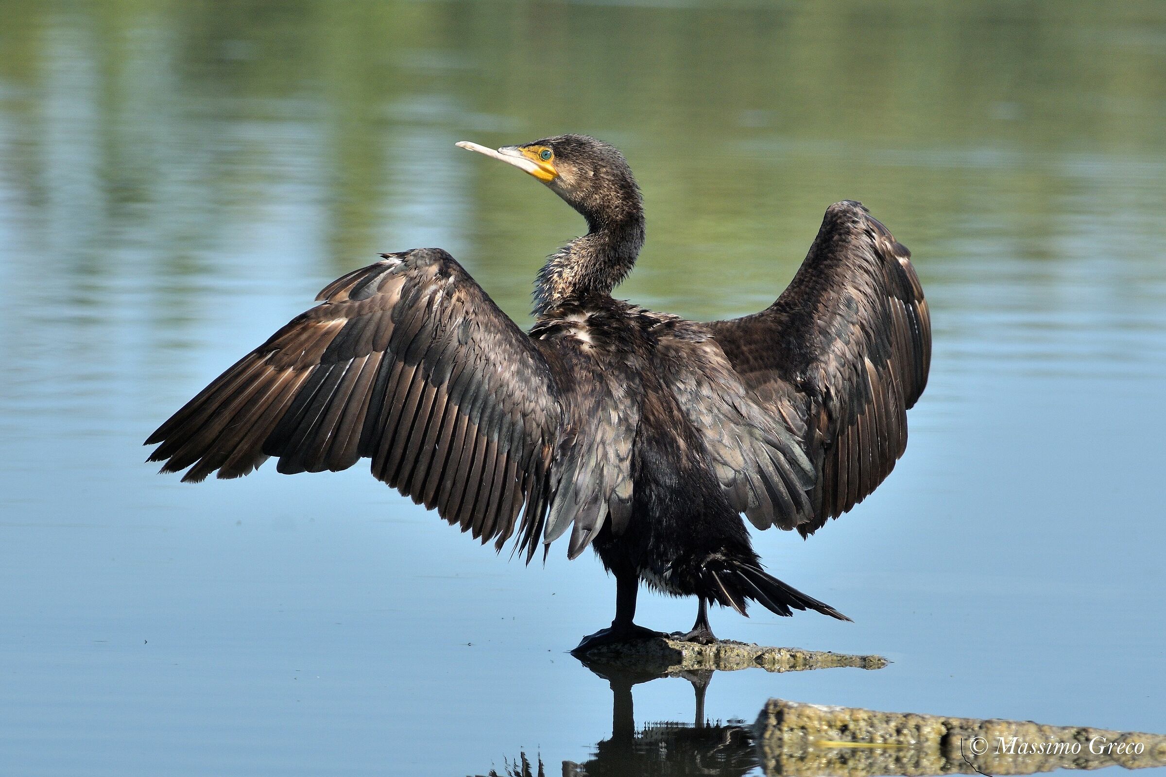 Cormorano