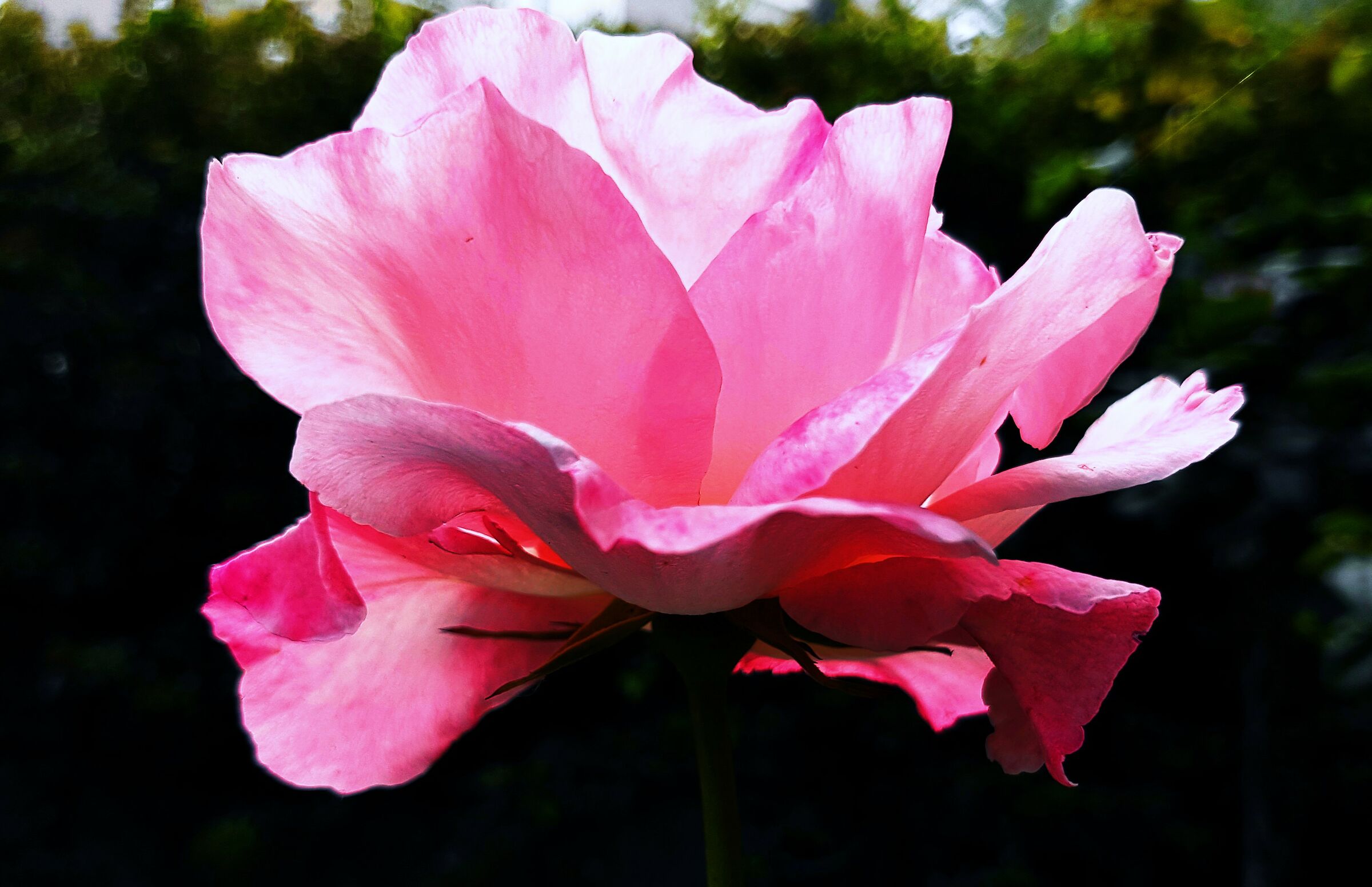 Each rose has its own plug