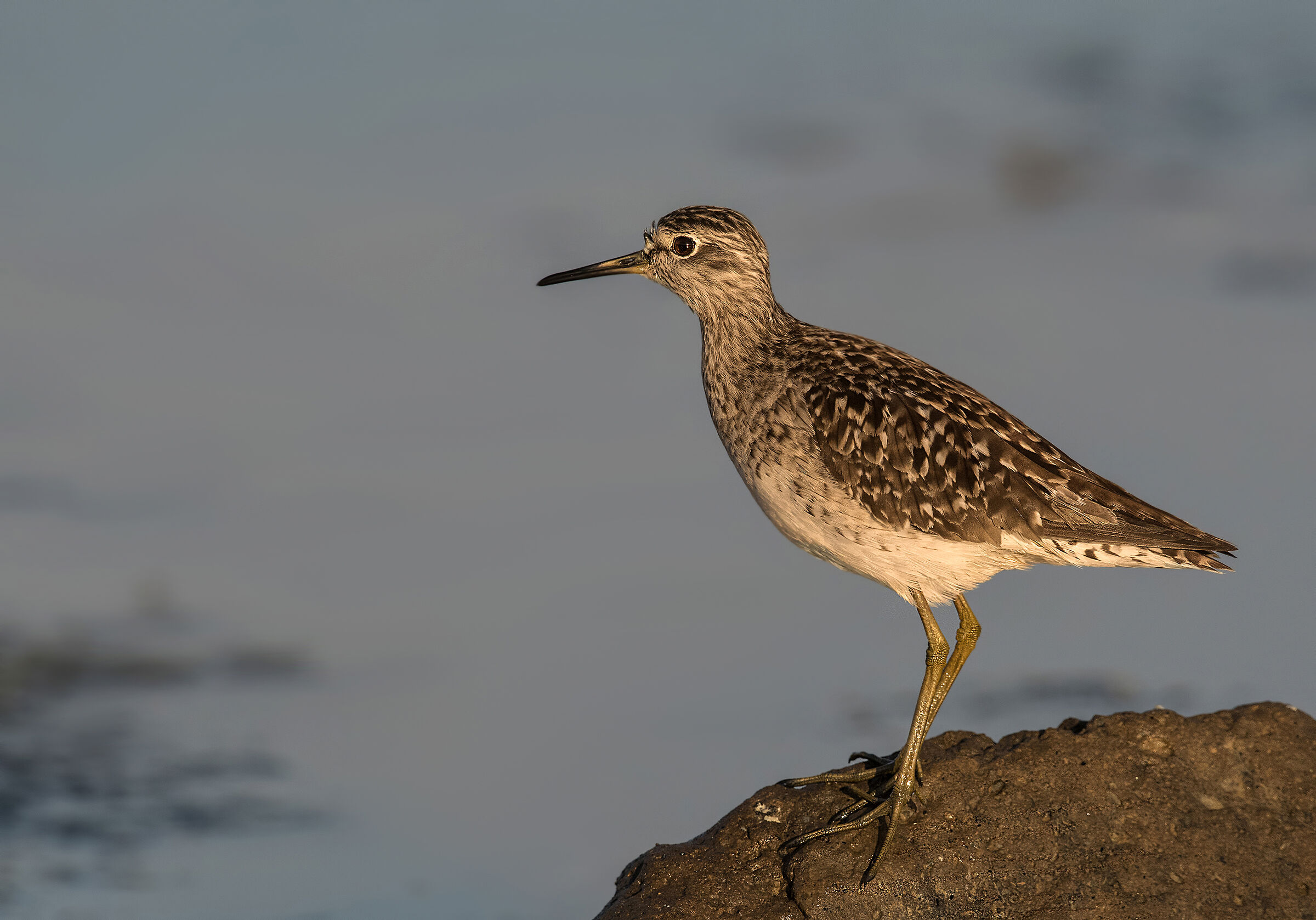 piro piro boschereccio