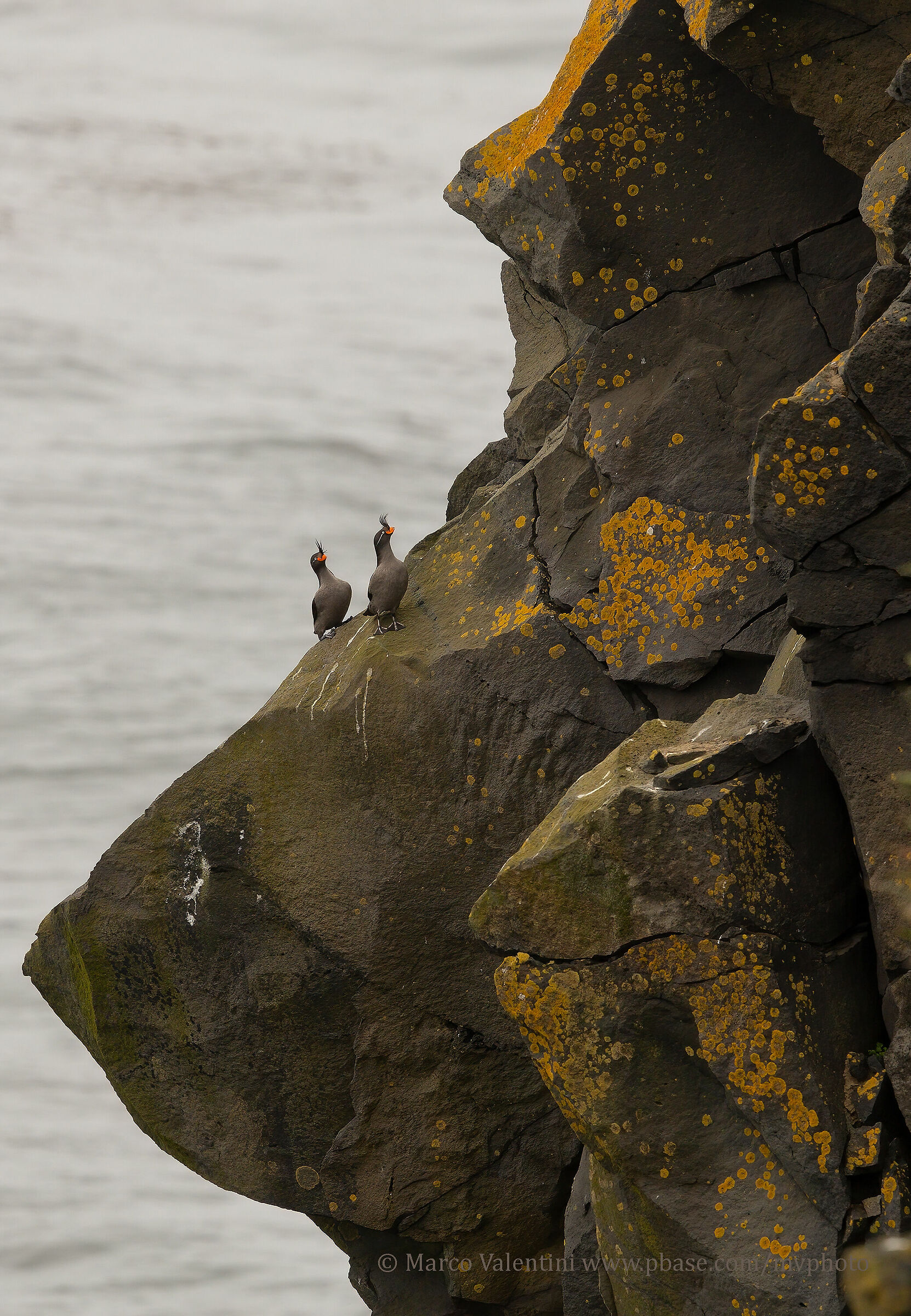 .... where puffins dare