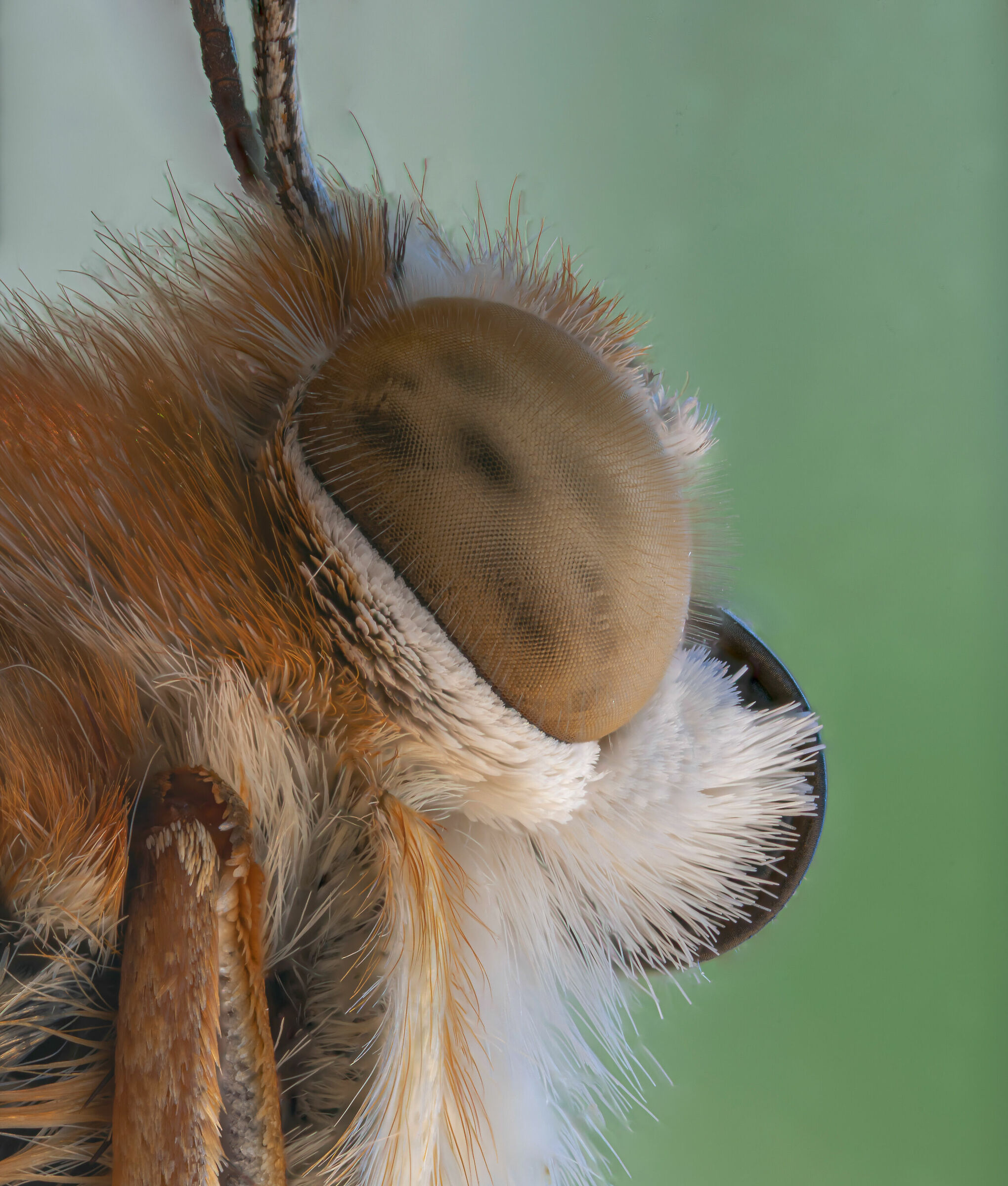 the eye of vain atalanta