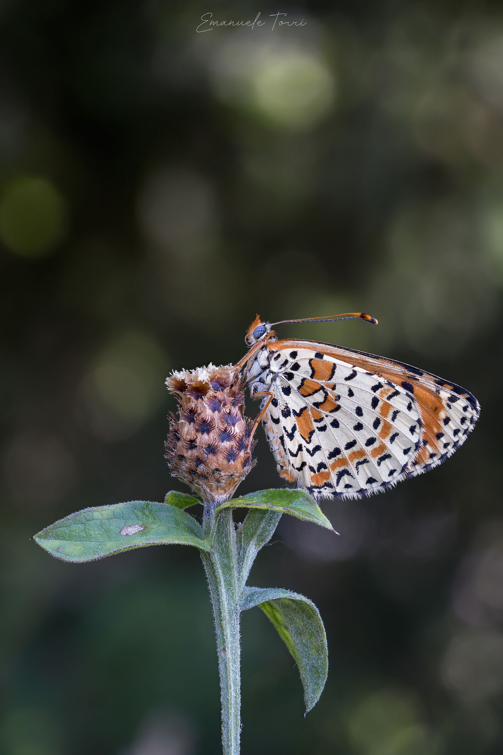 Nymphalidae Melitaea